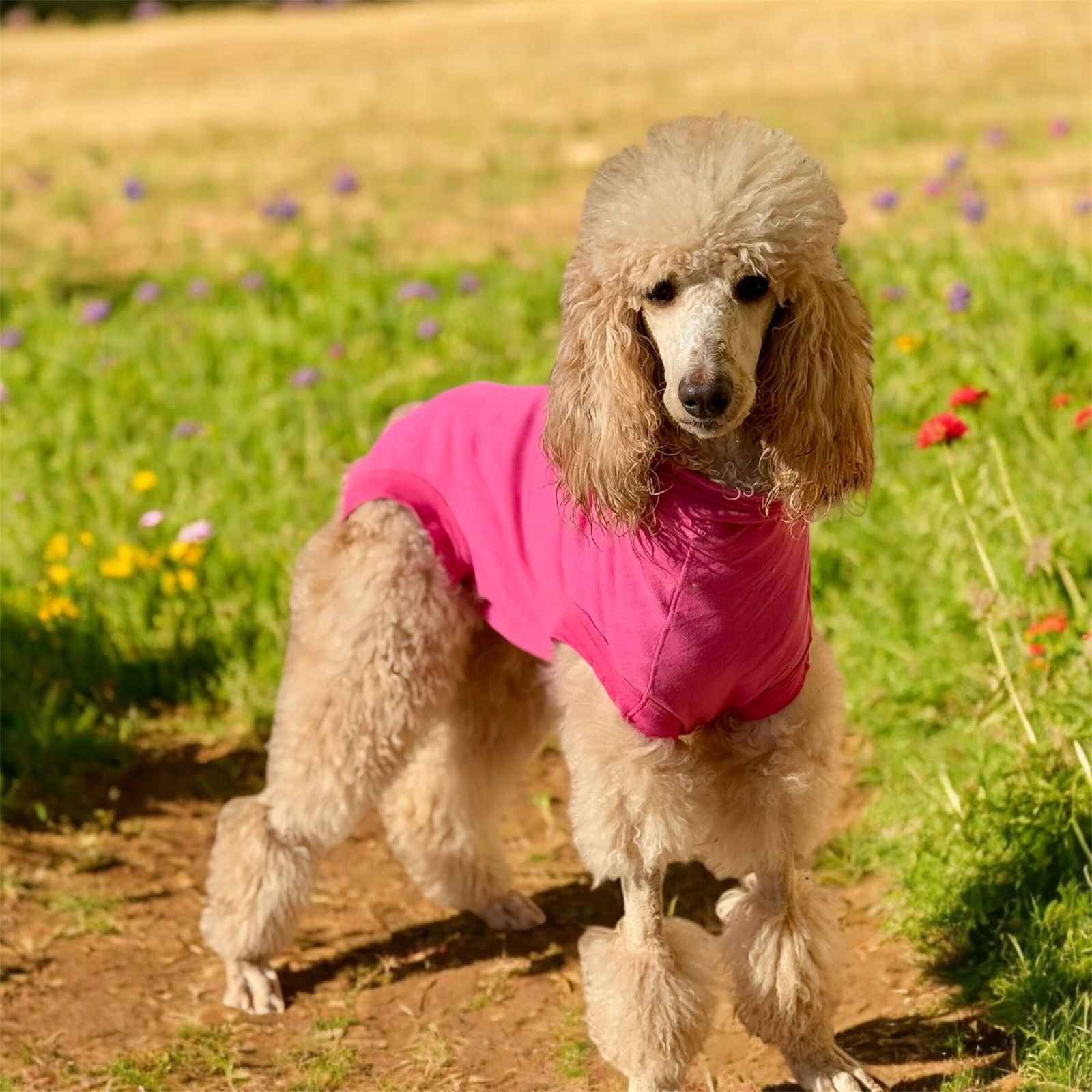 Dog Image
