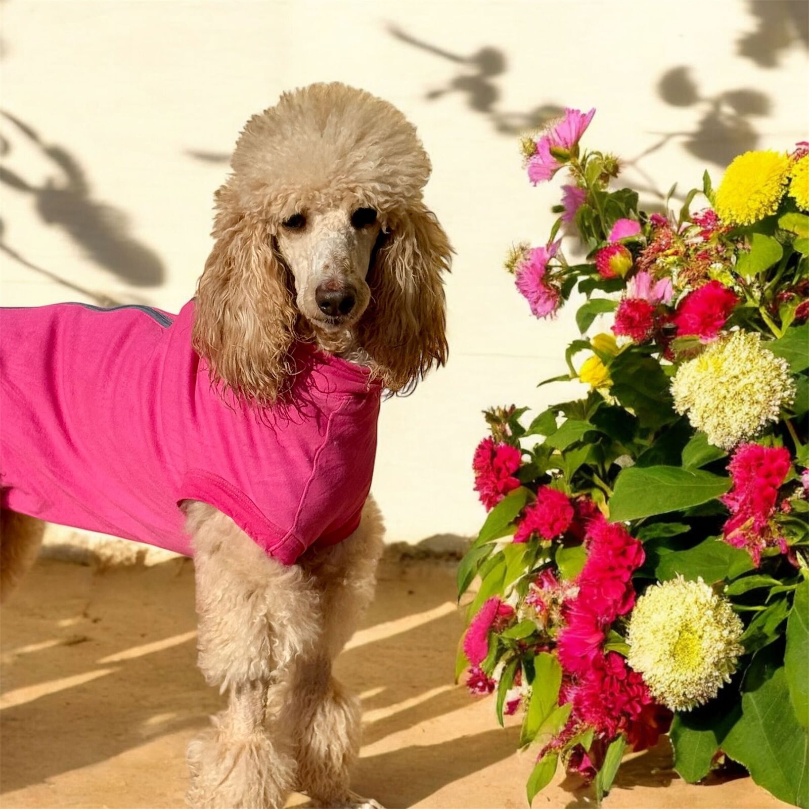 Dog Image