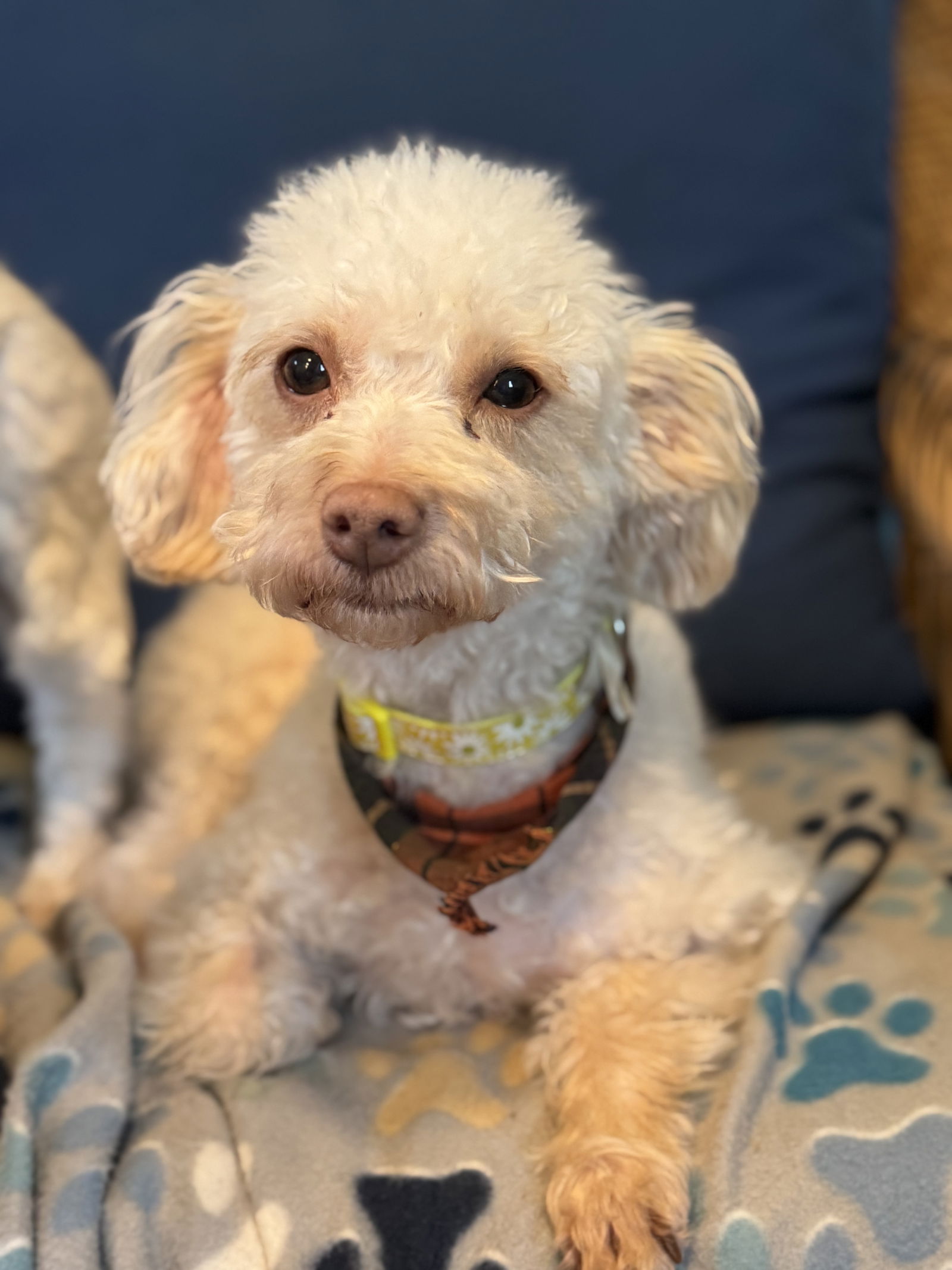 Dog Image