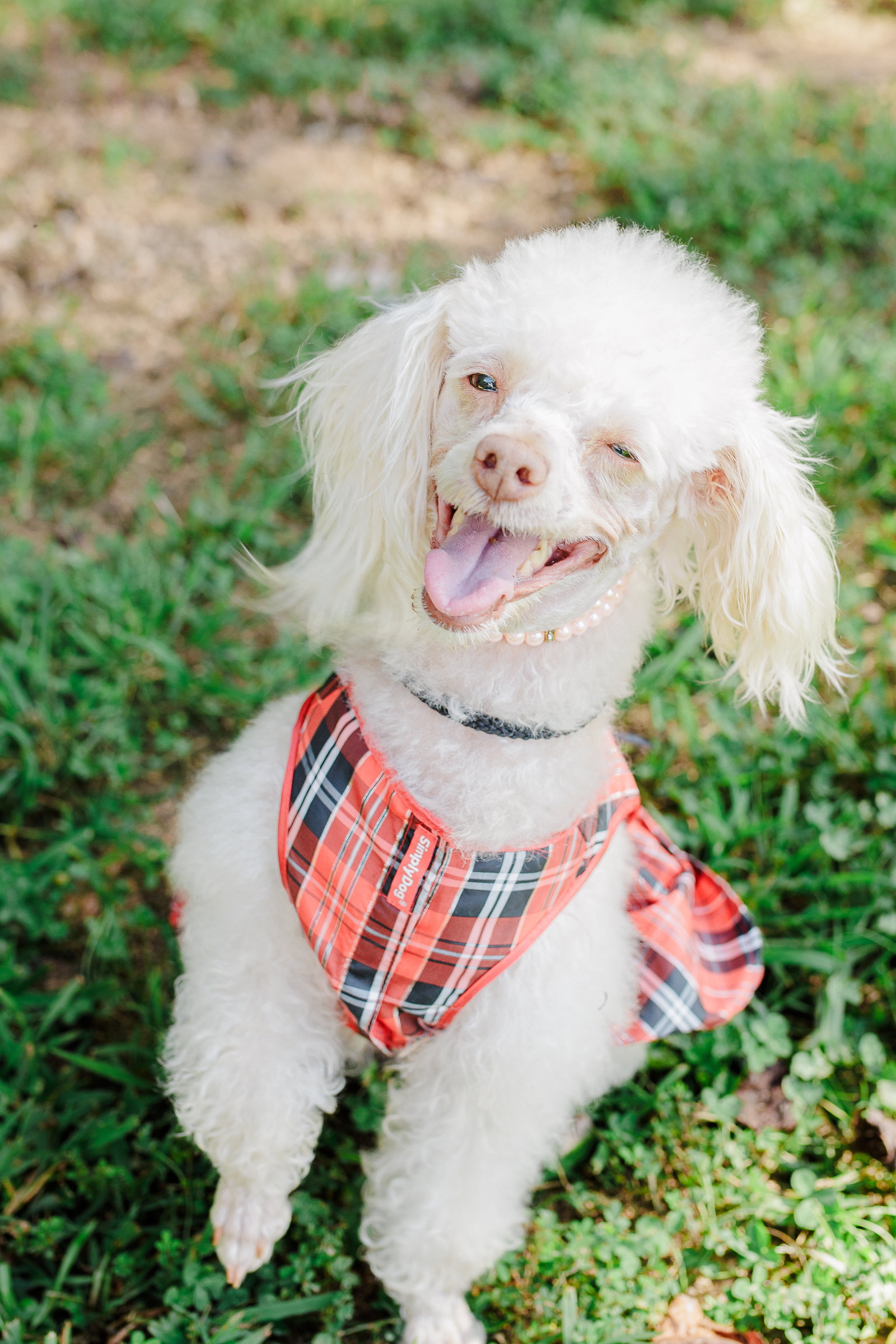 <strong> Sadie Nov 24  </strong> <br/> <small>Poodle (unknown type) / Rat Terrier / Mixed (long coat)</small>