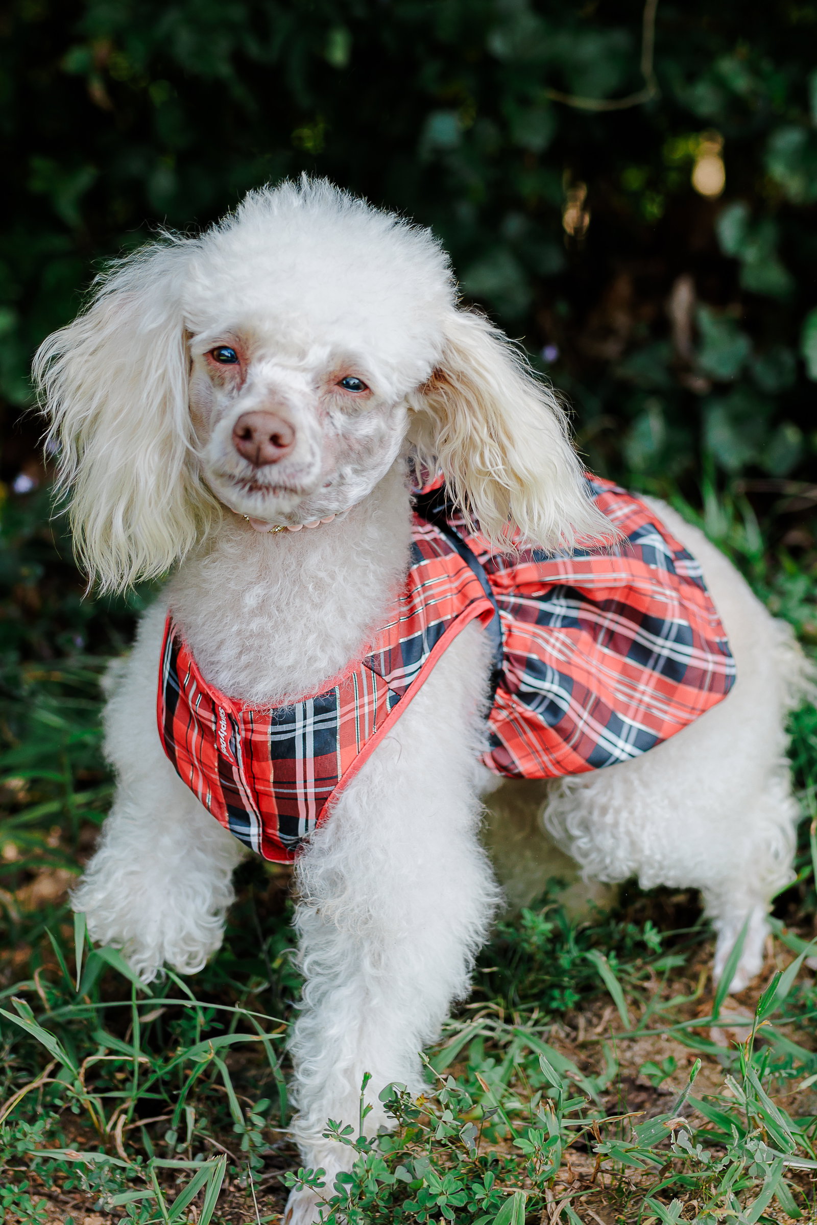 Photo 2 of 5 — Sadie Nov 24  - An SOS Dog