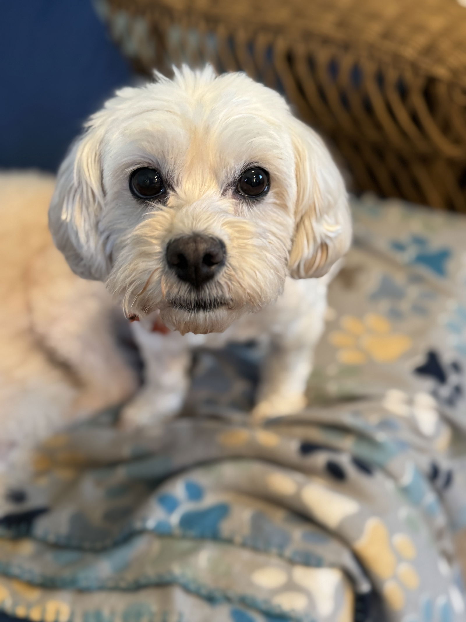 Dog Image