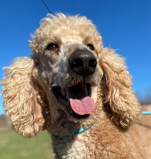 picture of the dog needing adoption