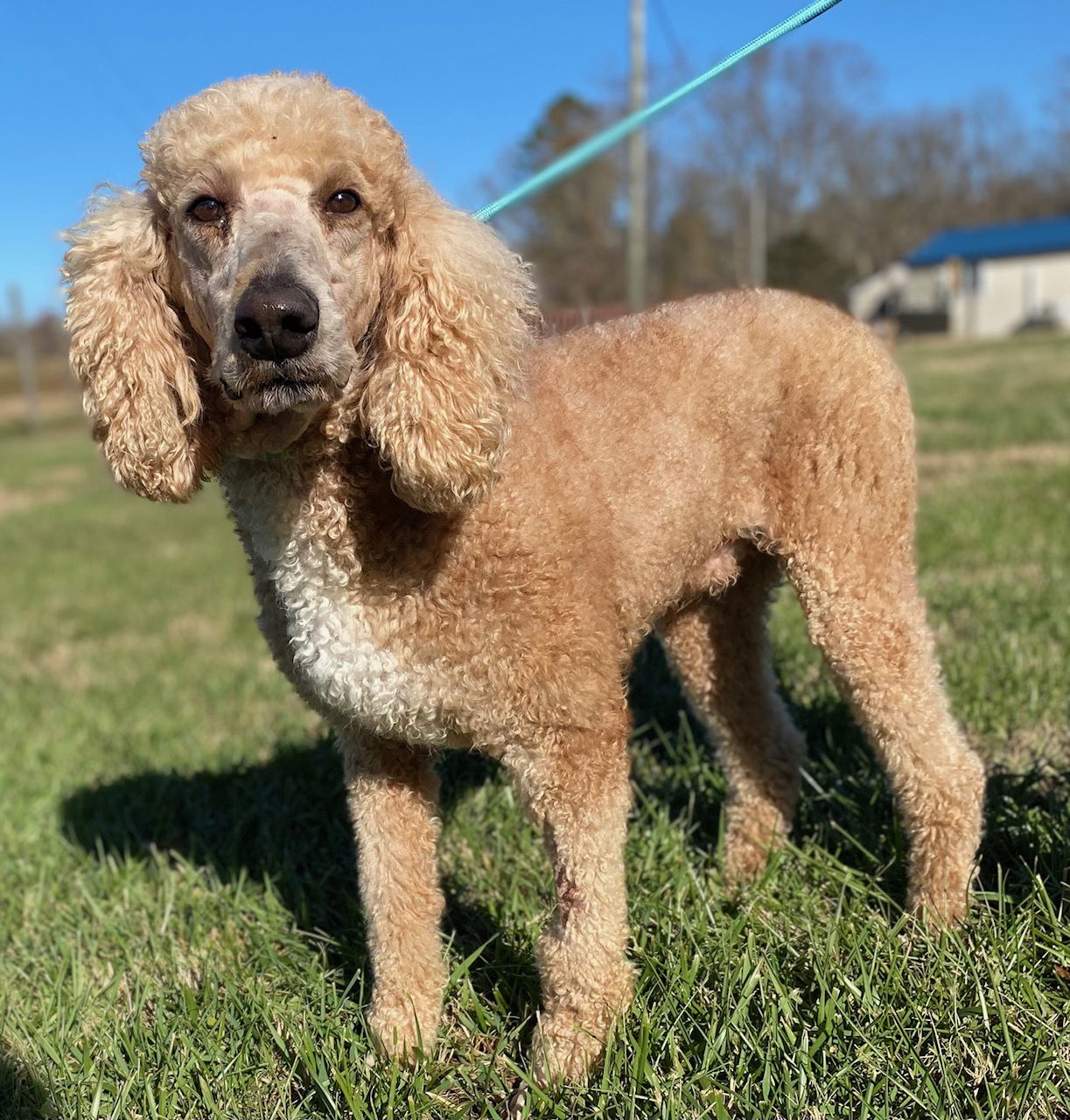 Dog Image
