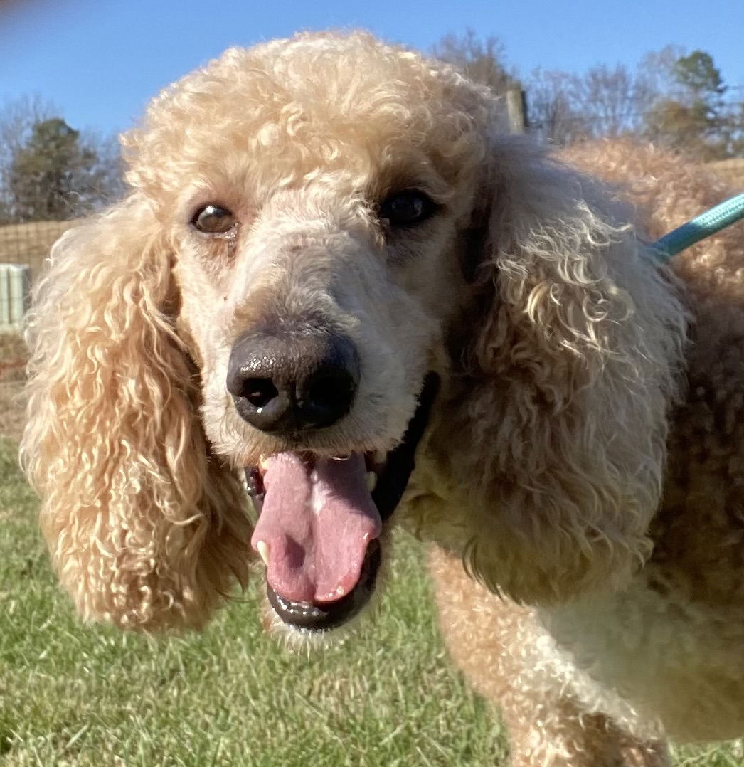 Dog Image