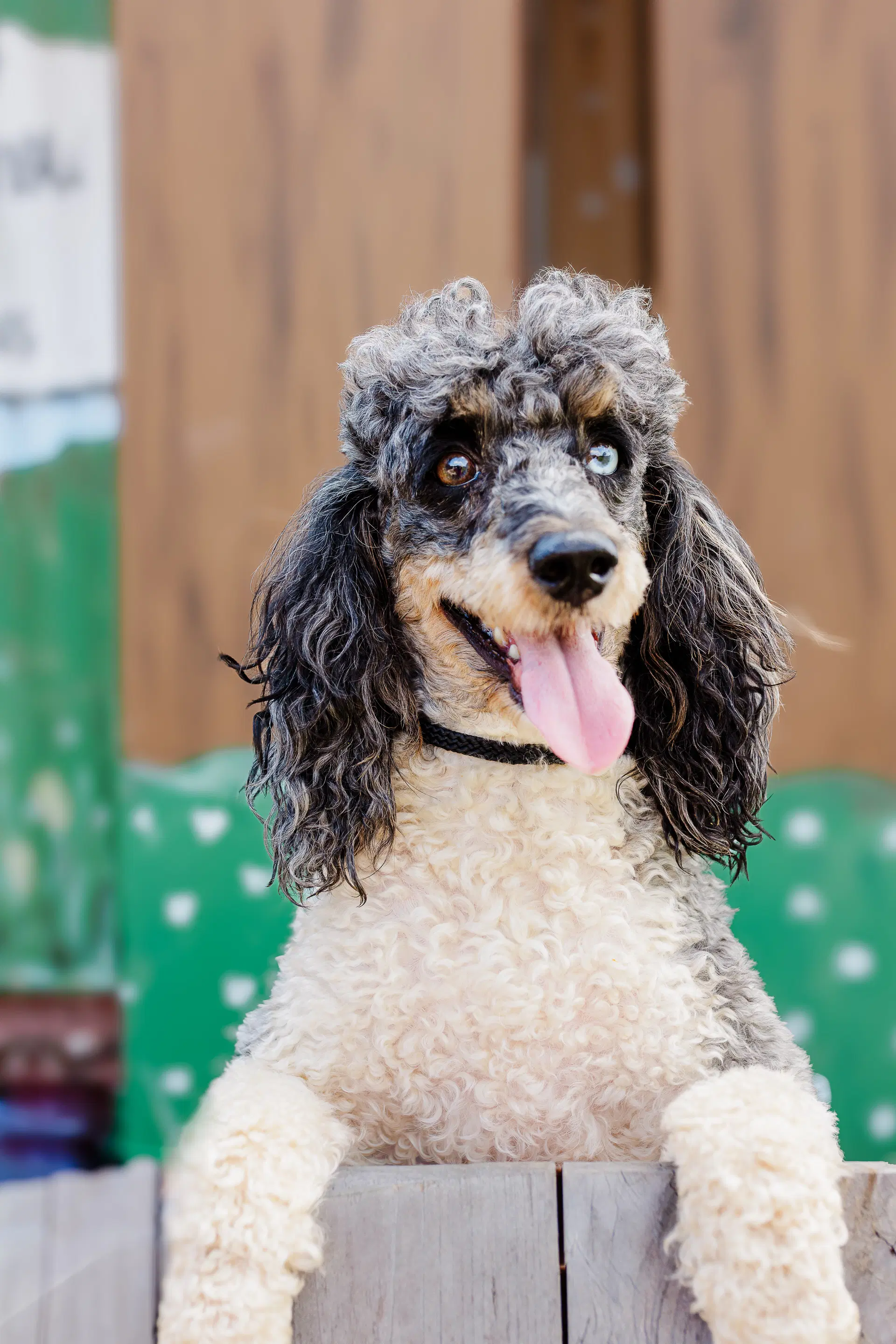 Simba - Dec - Poodle (Miniature)