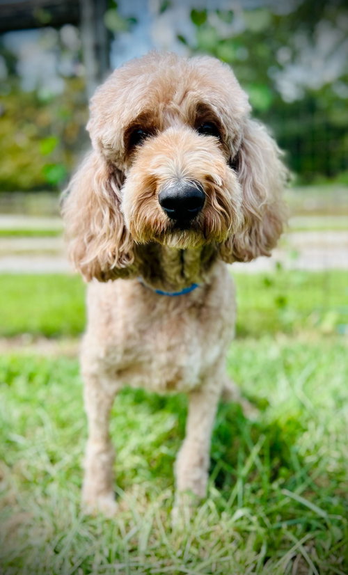 picture of the dog needing adoption