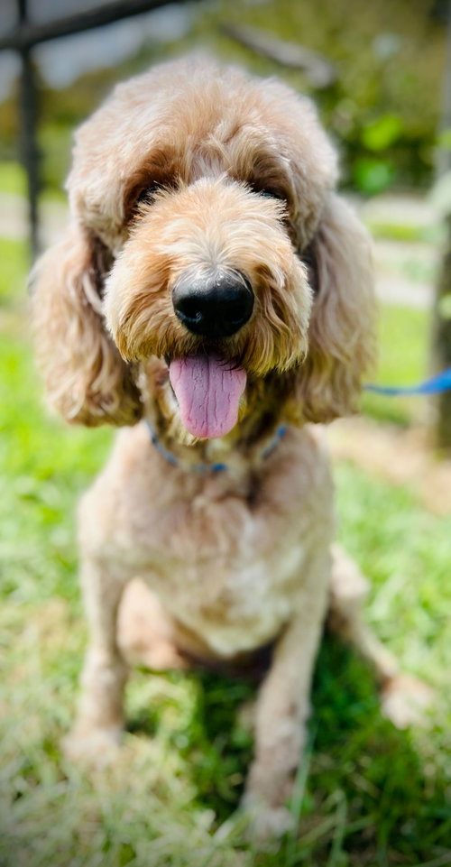 A LOVER - TROOPER DEC 24 - Poodle (Standard) / Golden Retriever available for adoption