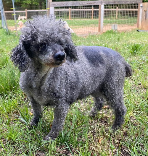 picture of the dog needing adoption
