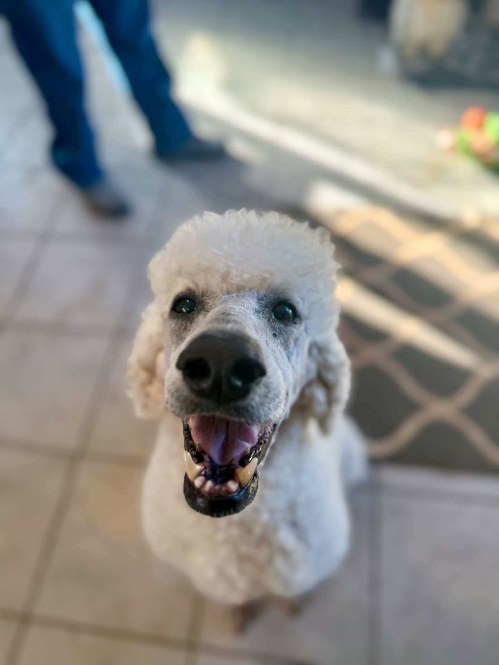 Photo 5 of 5 — Jolene Dec 24 - A Very Special Princess