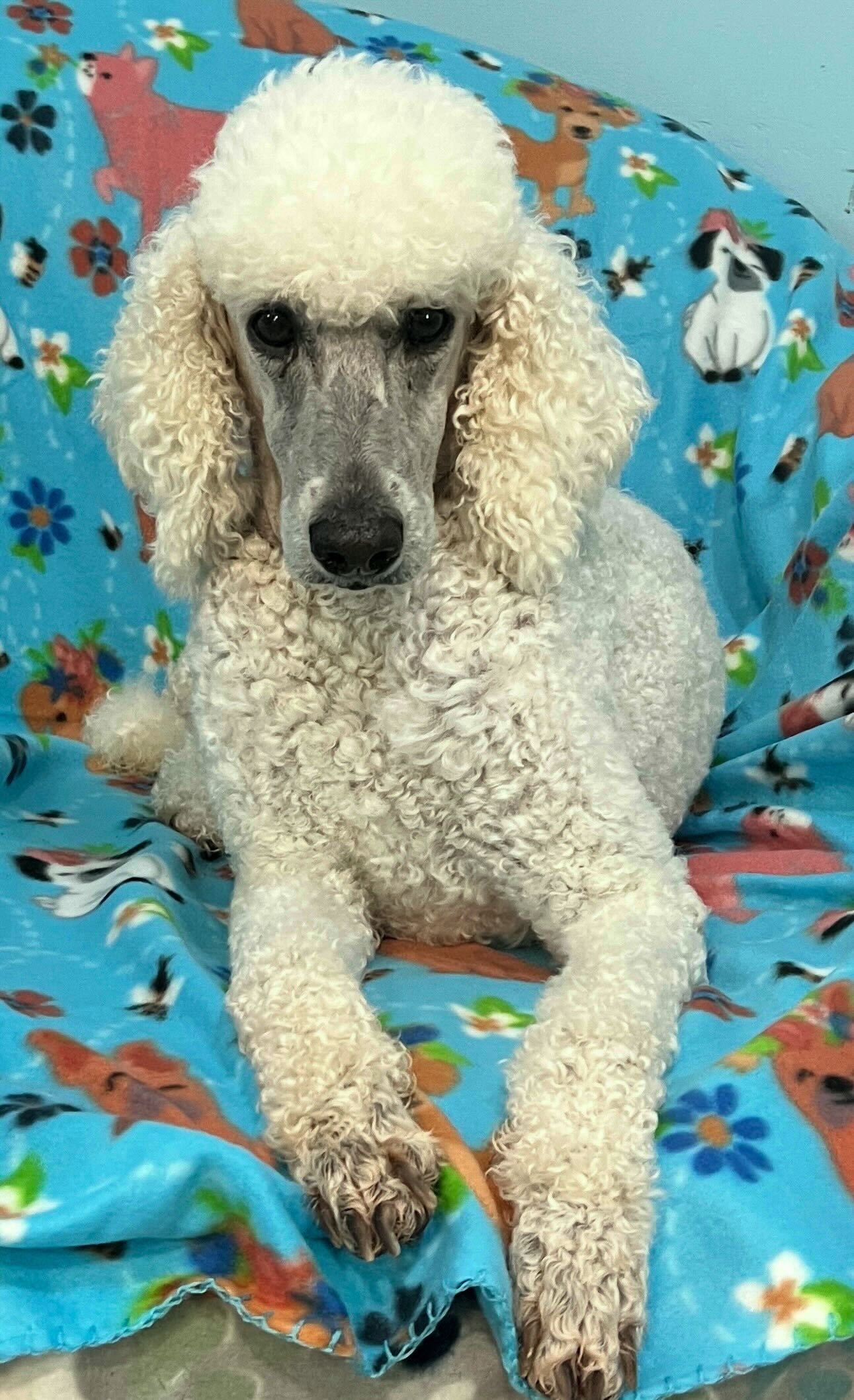 Photo 4 of 5 — Jolene Dec 24 - A Very Special Princess