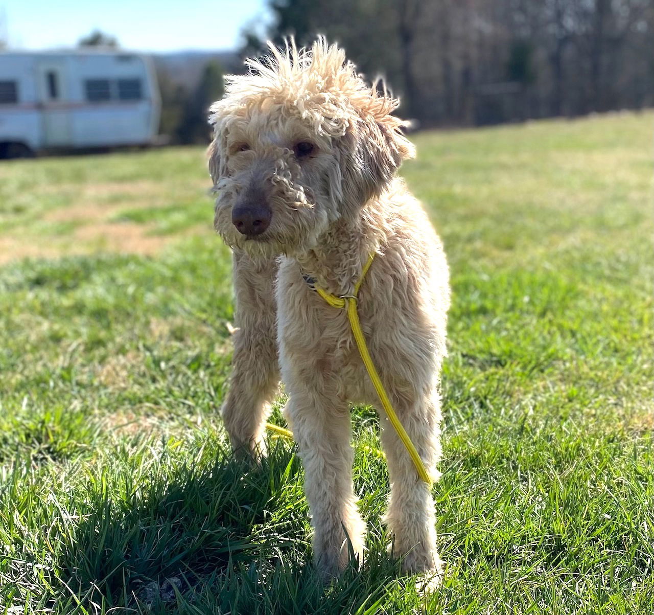 Dog Image