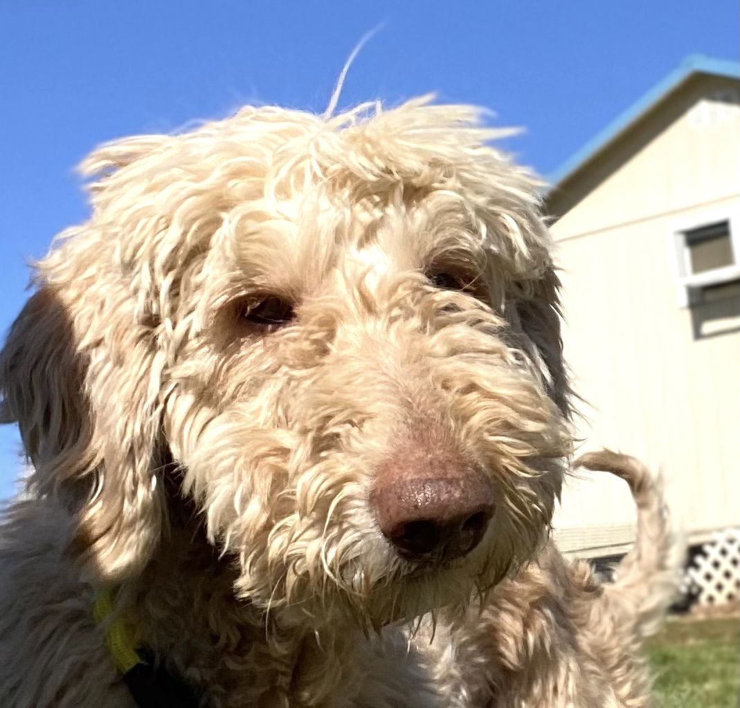 Dog Image