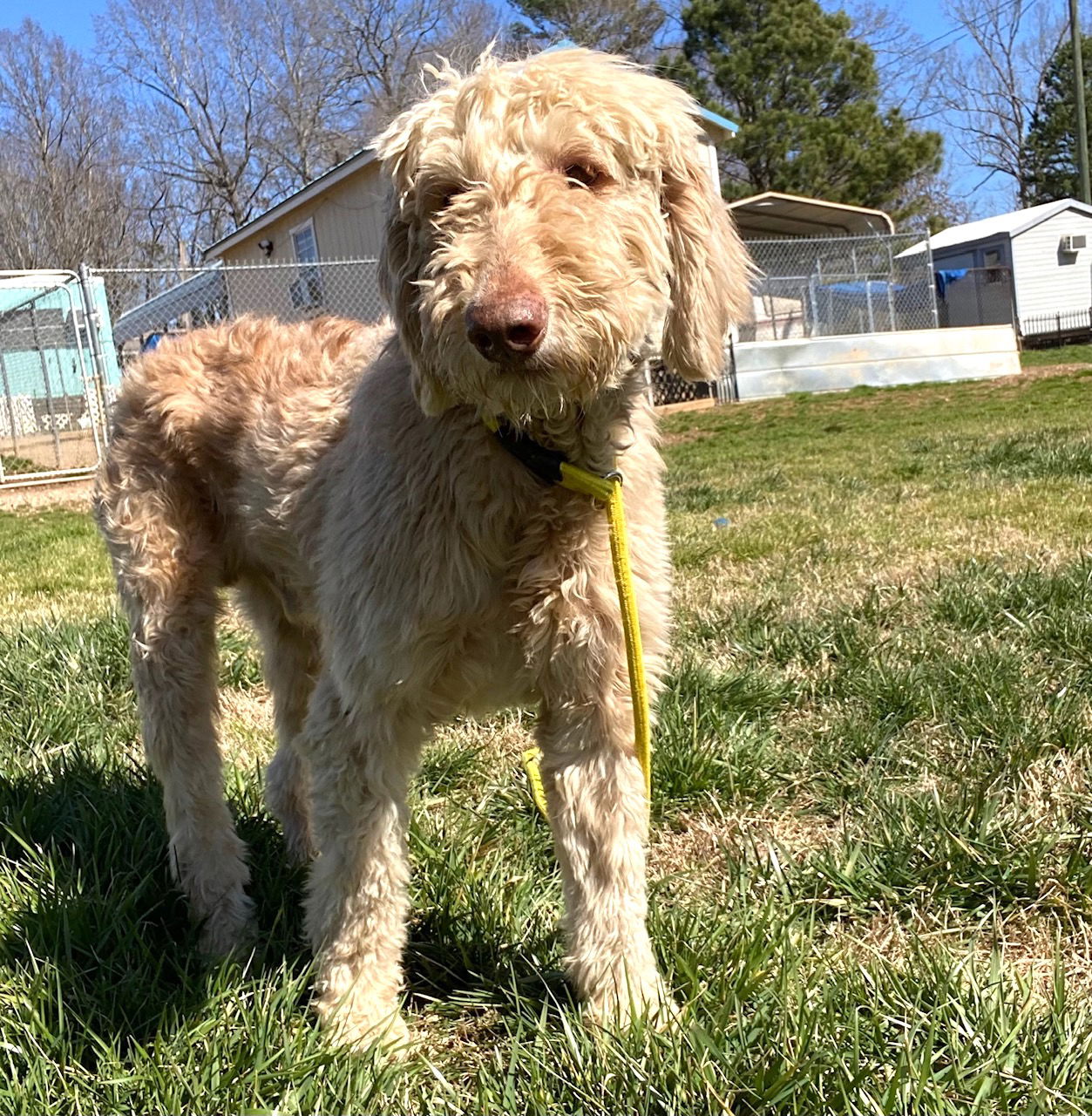 Dog Image