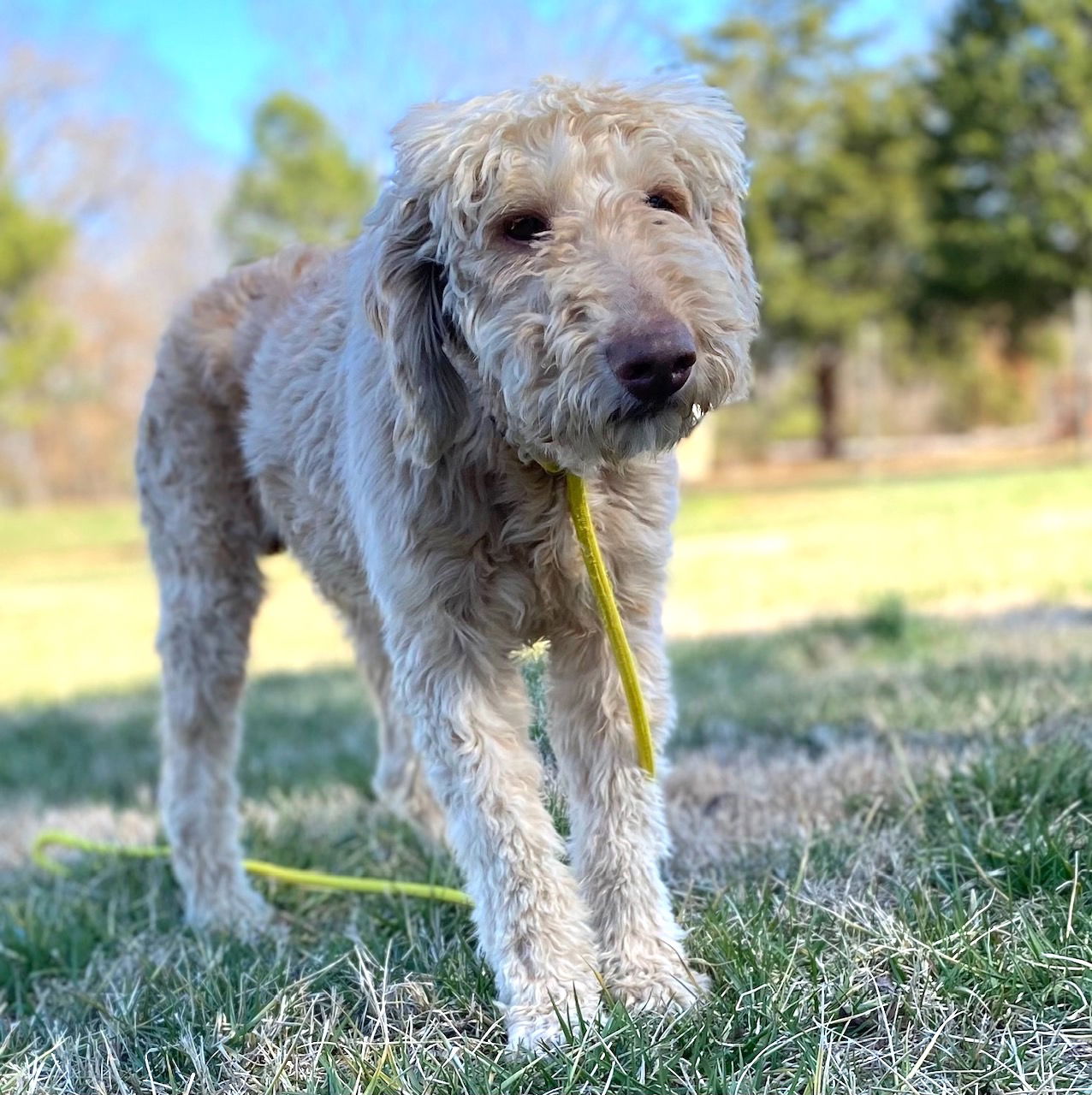 Dog Image