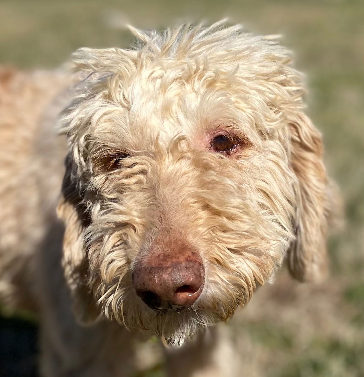 Dog Image