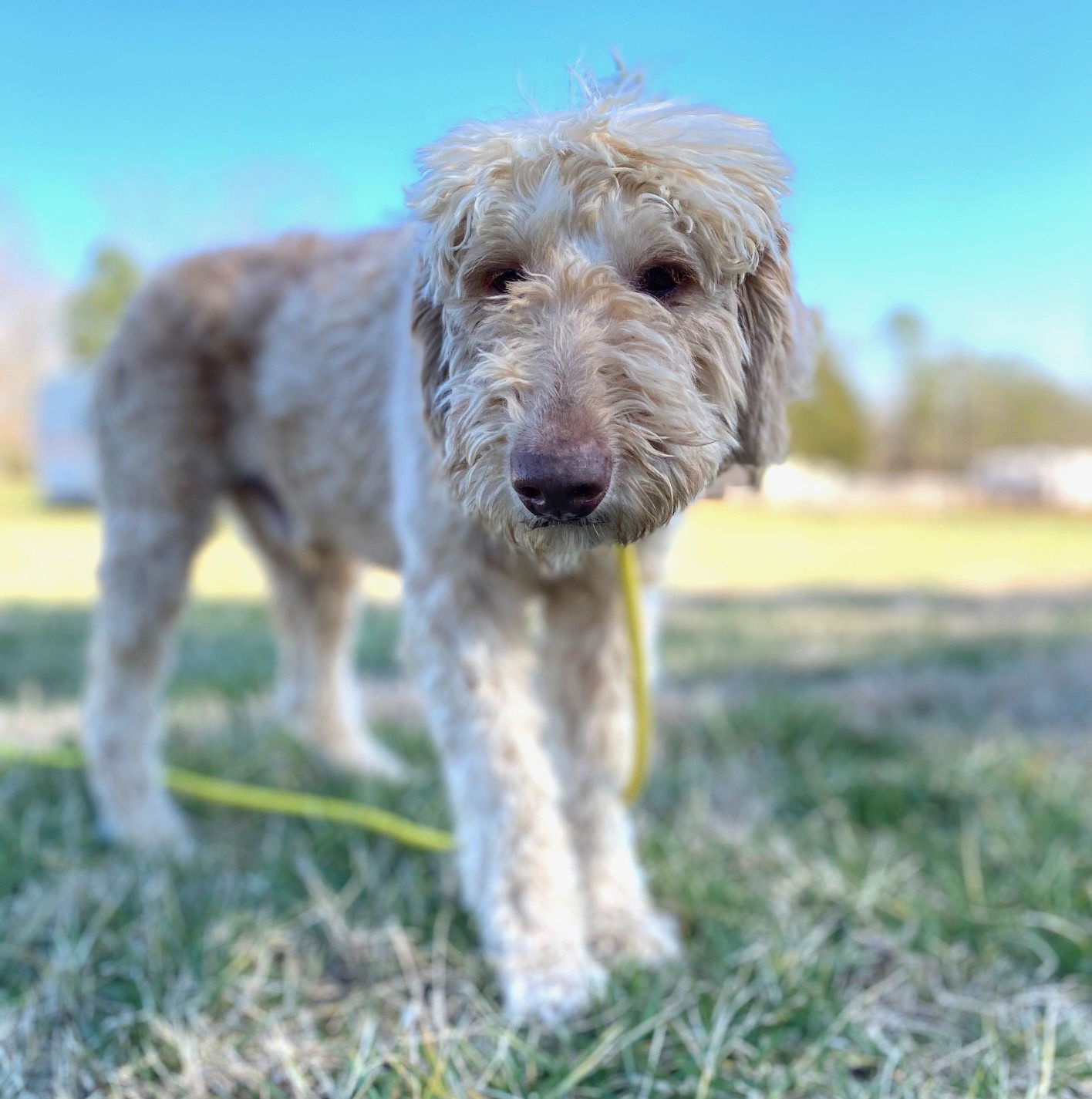 Dog Image