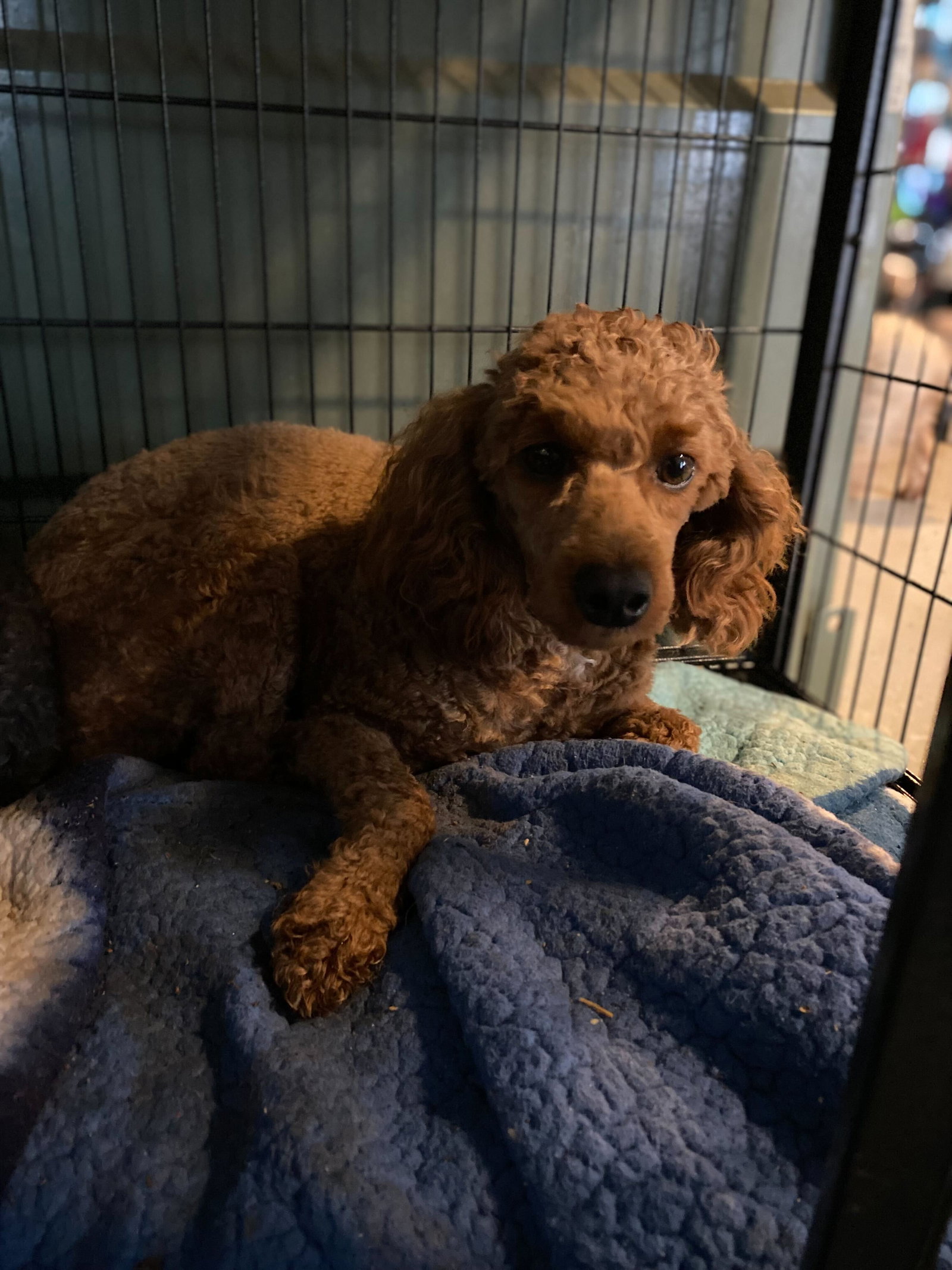 Dog Image