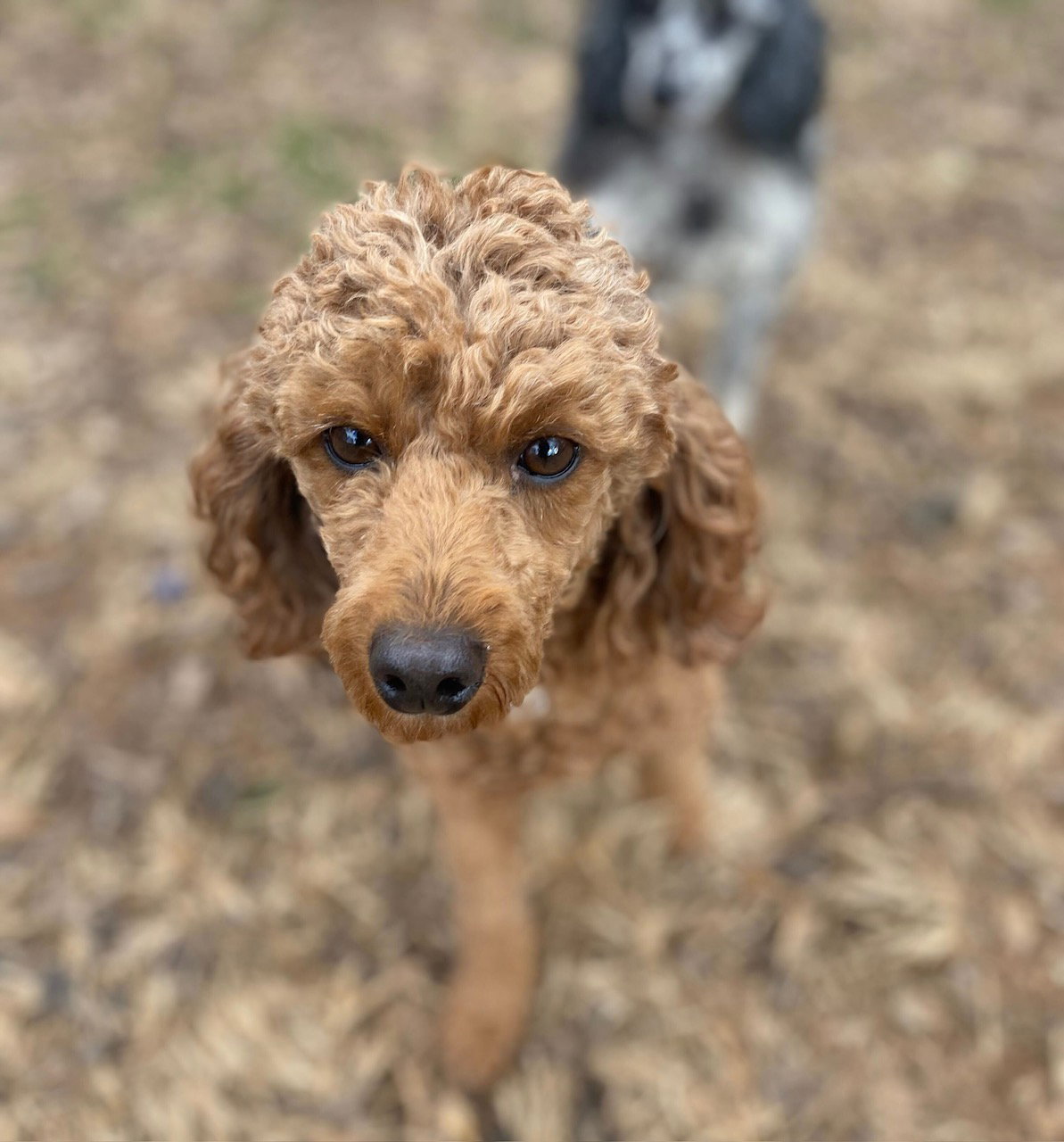 Dog Image