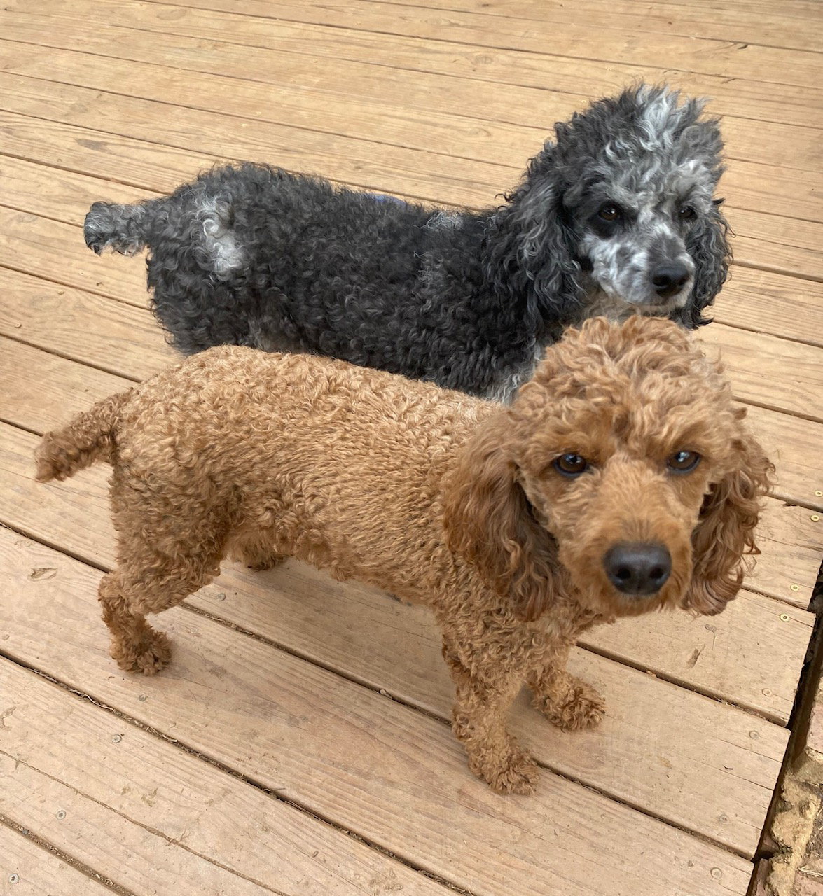 Dog Image