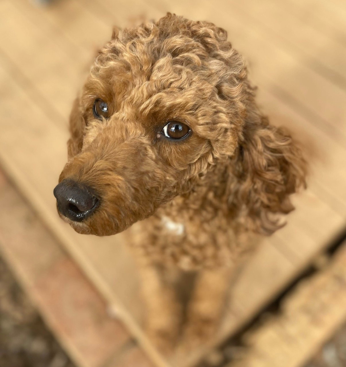 Dog Image