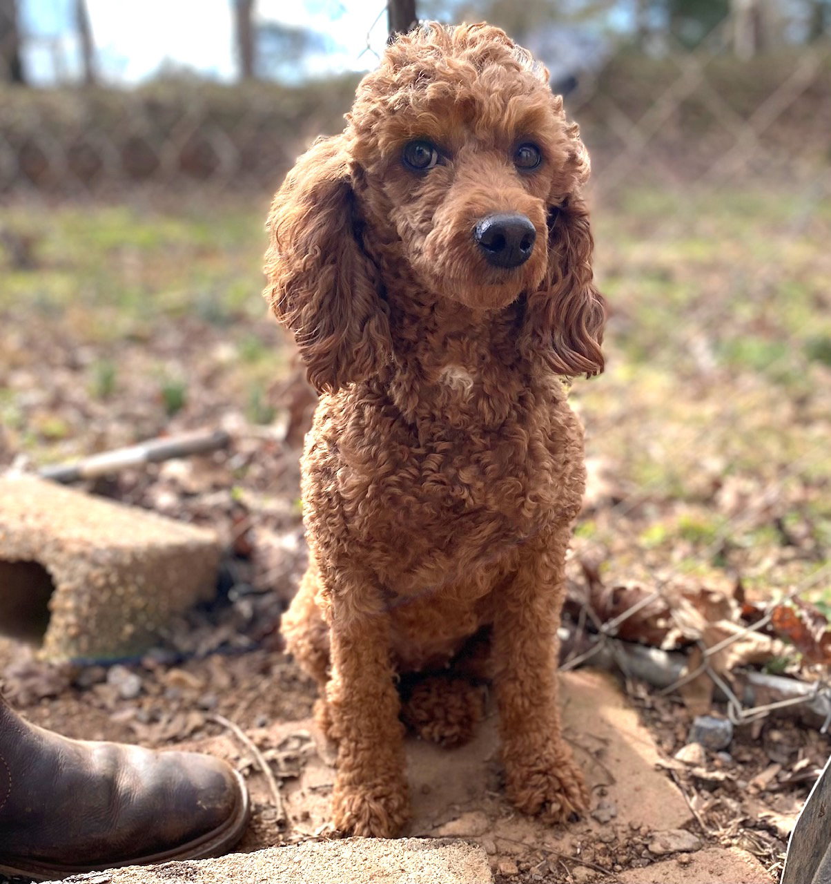 Dog Image