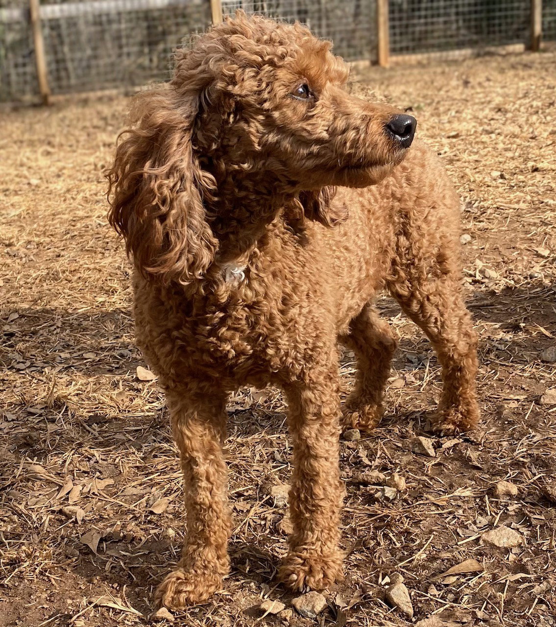 Dog Image