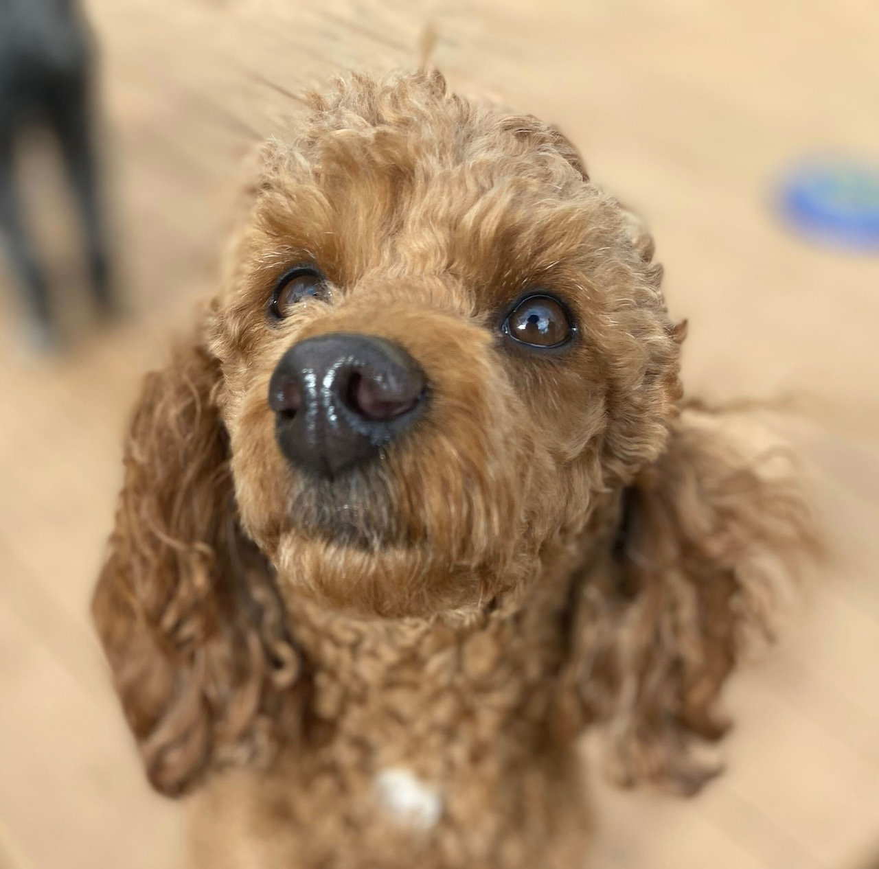 Dog Image