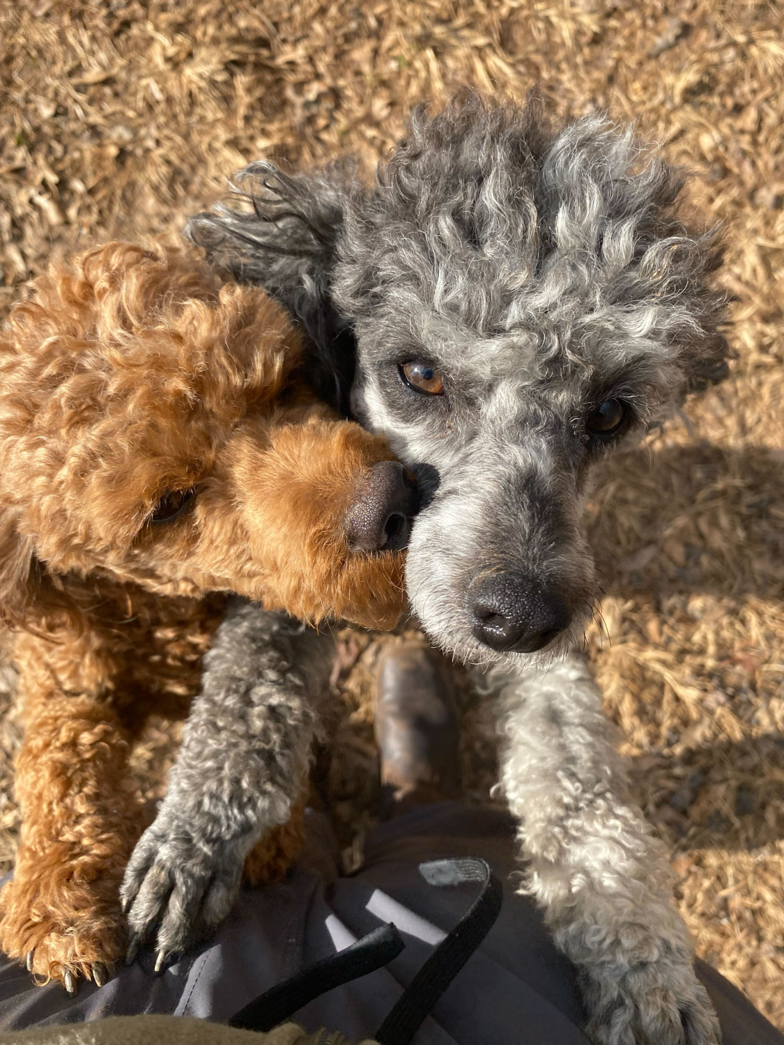 Dog Image