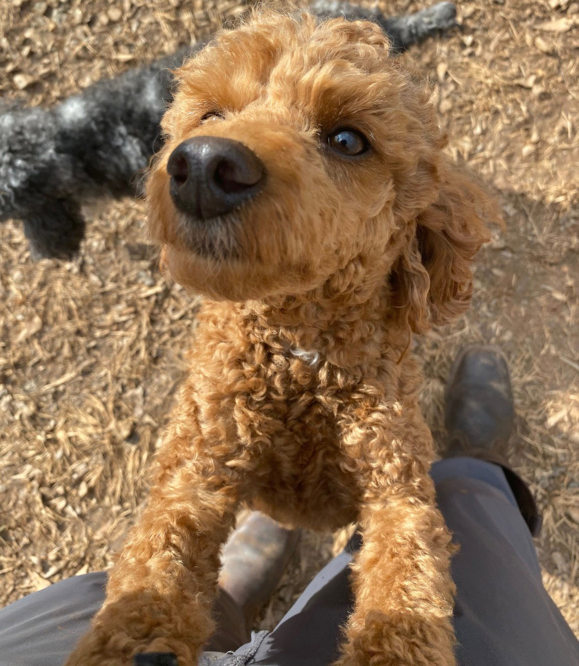 Dog Image