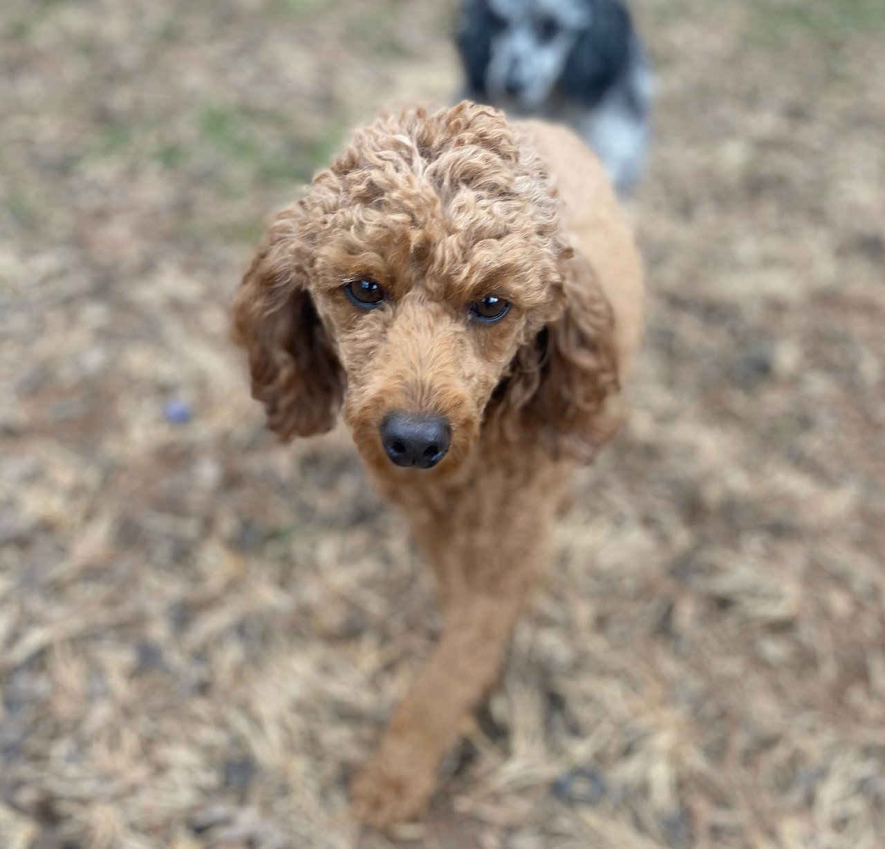 Dog Image