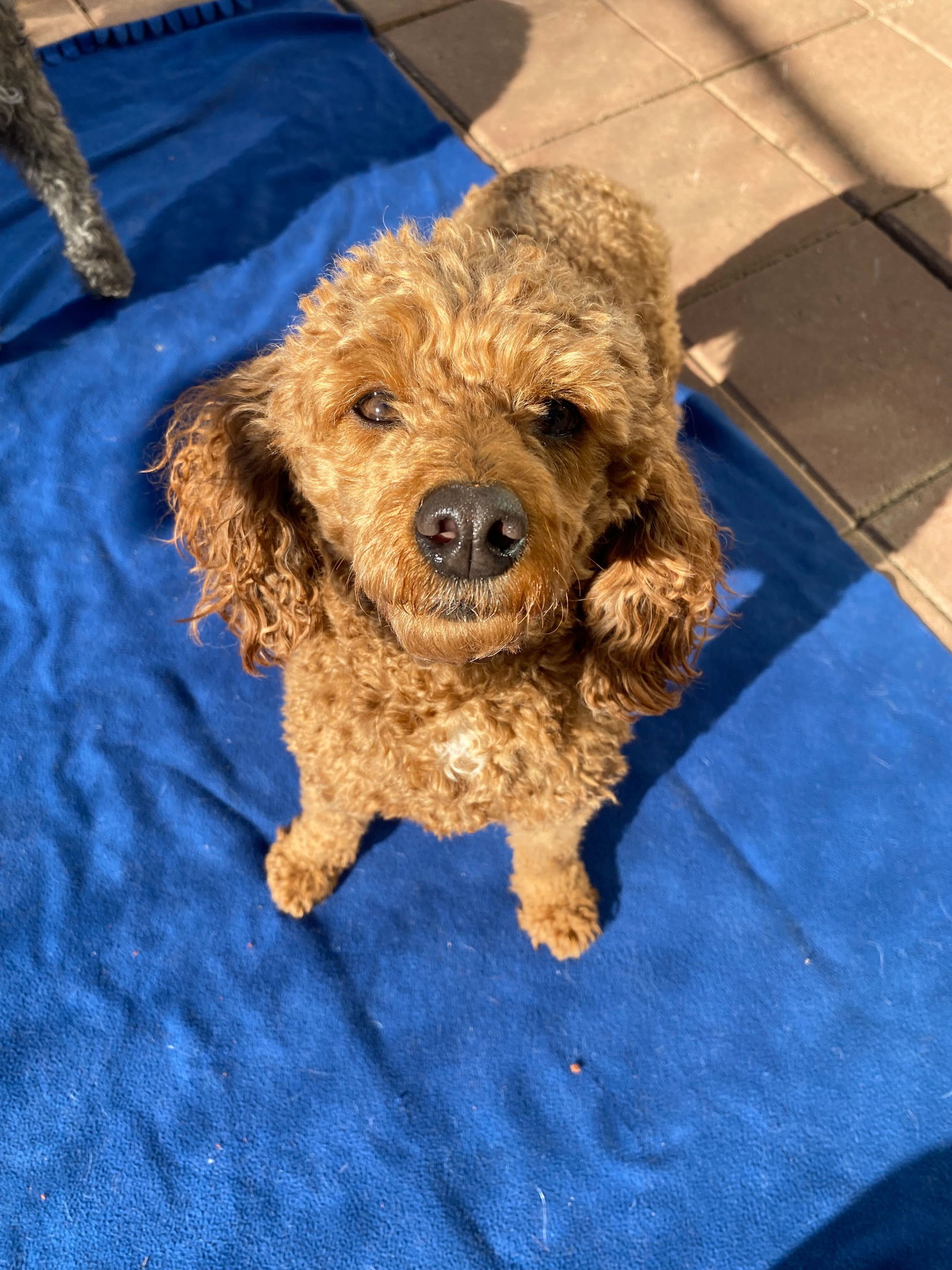 Dog Image