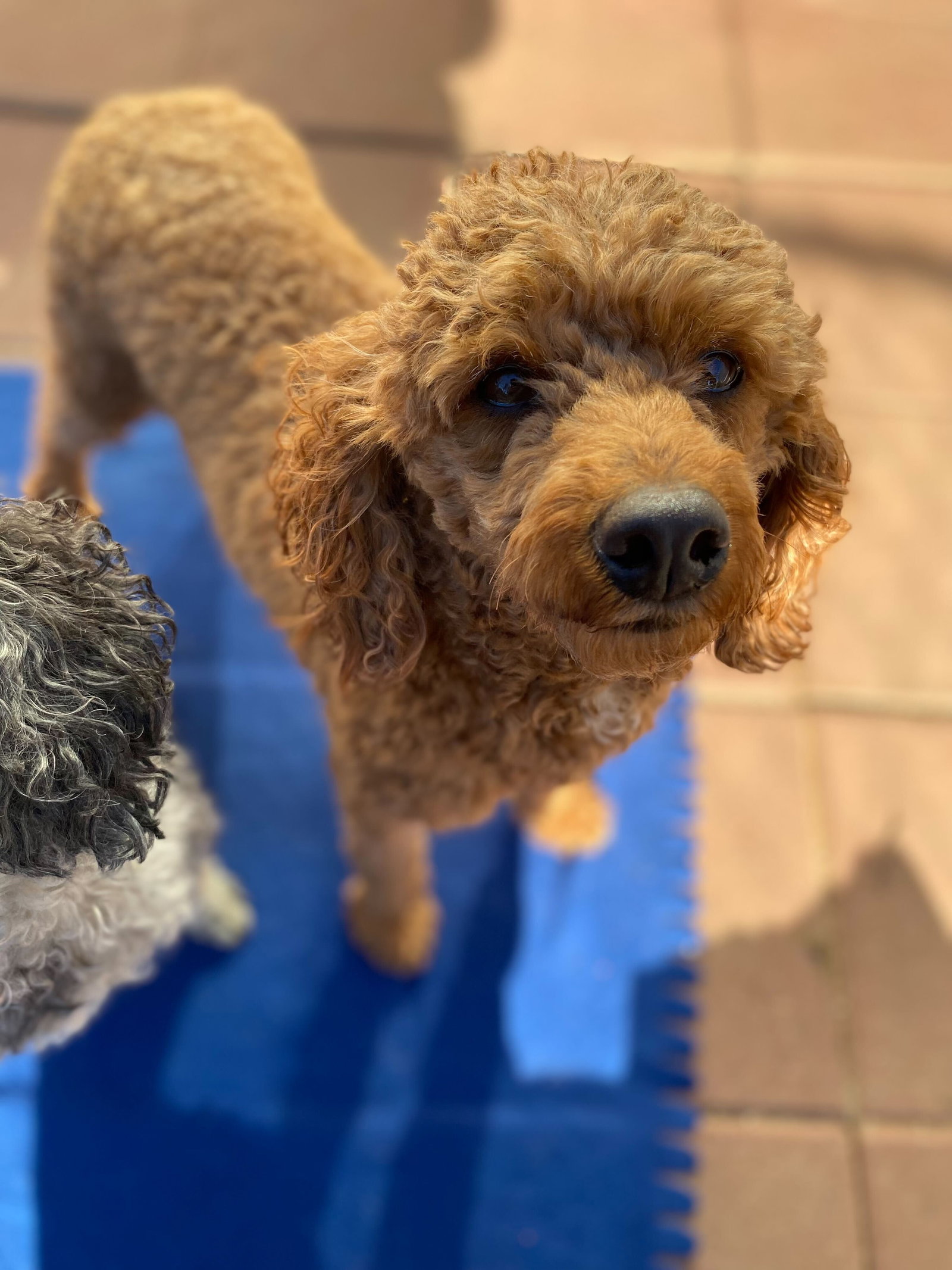 Dog Image