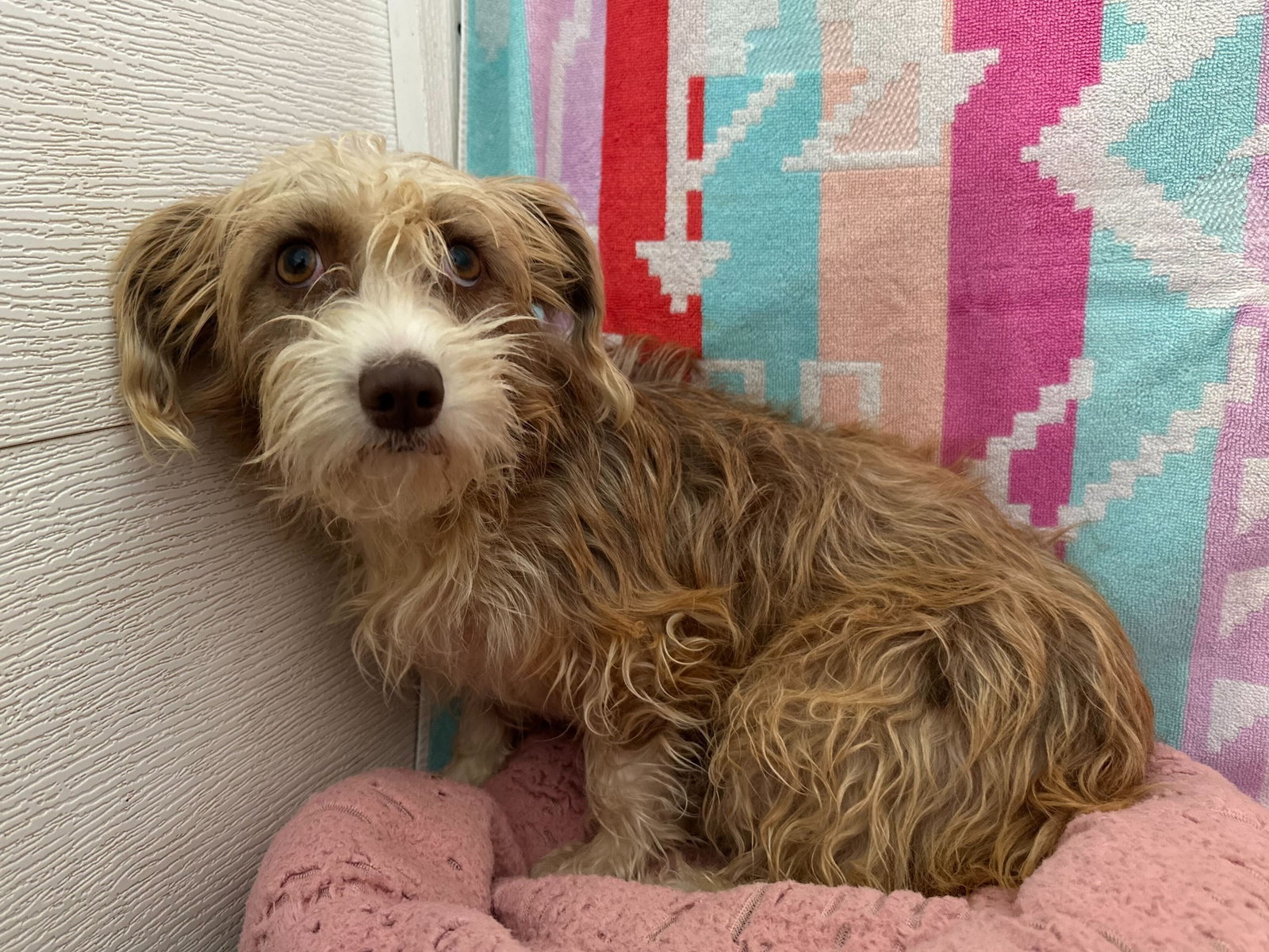 Photo 2 of 6 — Eliza Dec 24 - An SOS Dog