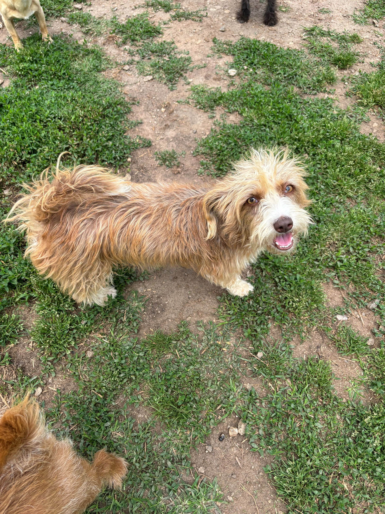 Photo 6 of 6 — Eliza Dec 24 - An SOS Dog