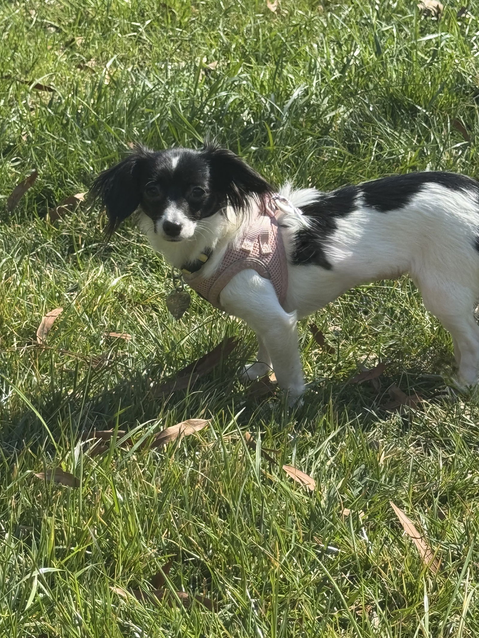Dog Image
