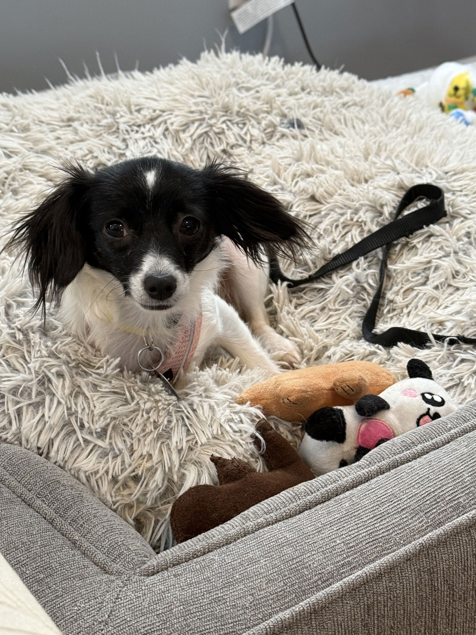 Dog Image