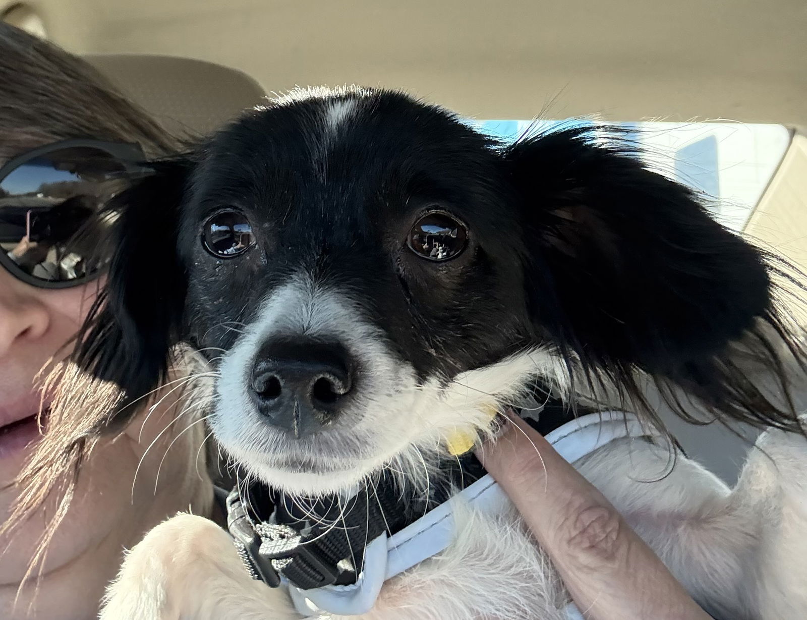 Dog Image