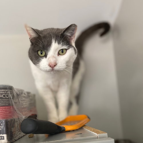 MATILDA DEC 24 - Domestic Short Hair available for adoption