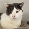 adoptable Cat in Pacolet, SC named Matilda Dec 24