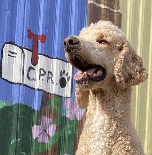 picture of the dog needing adoption