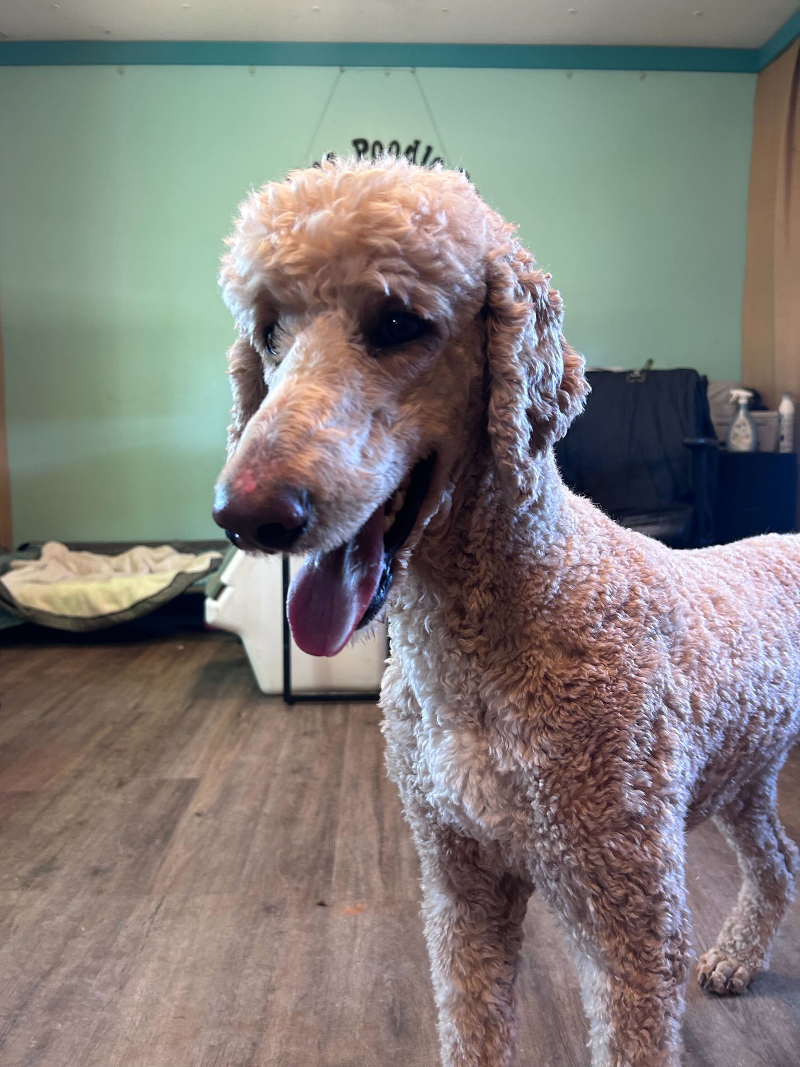 Dog Image