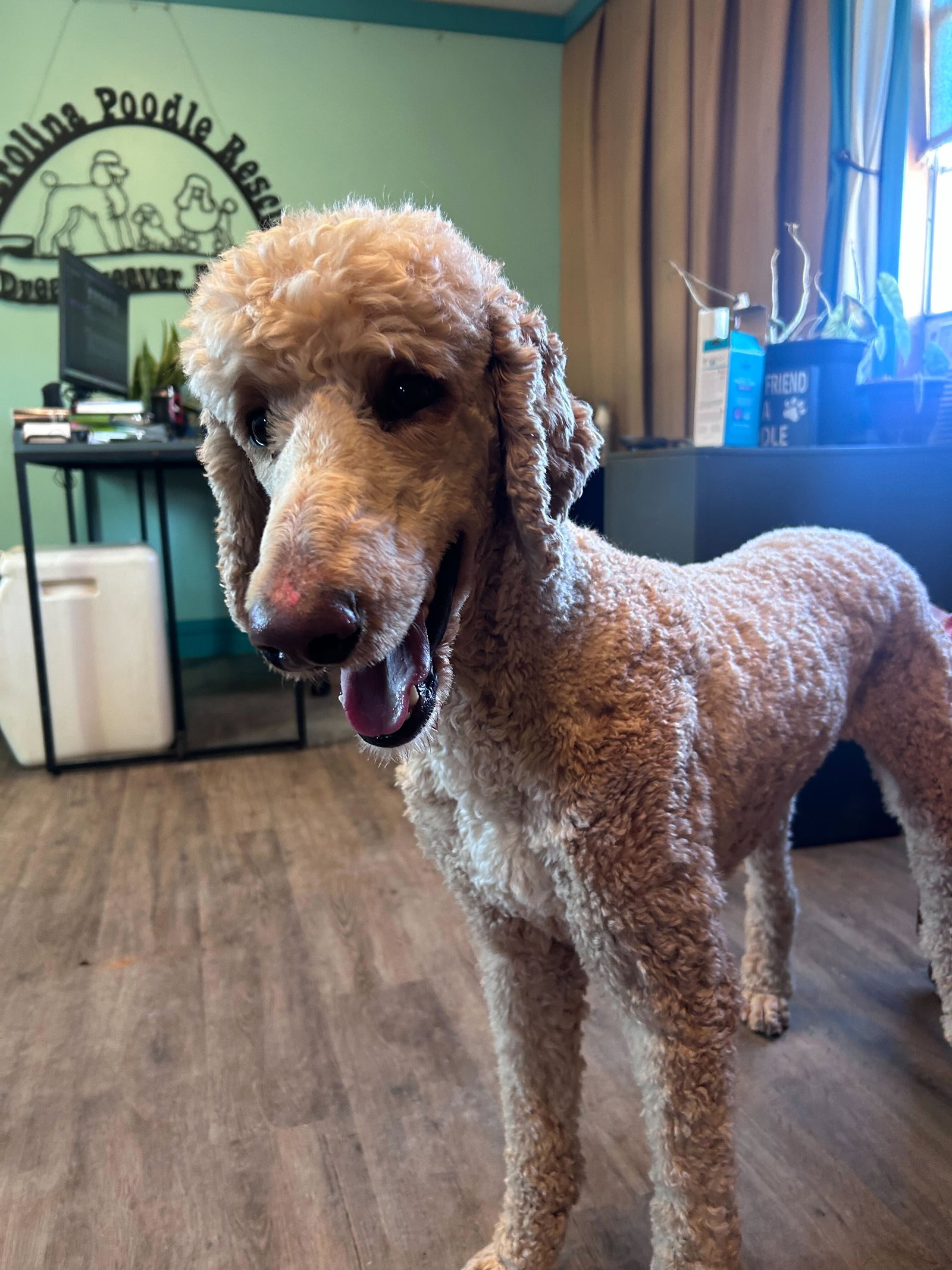 Dog Image