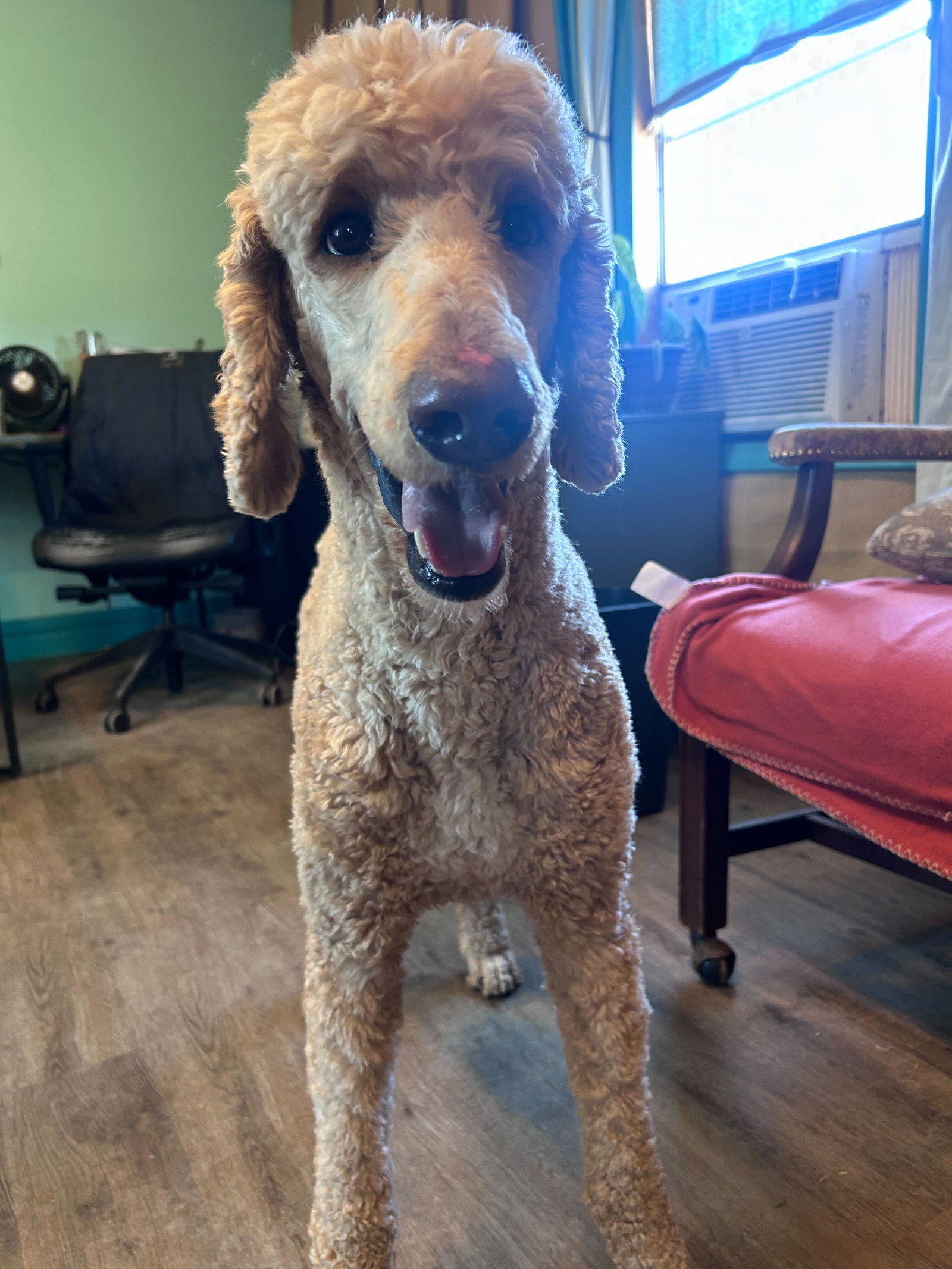 Dog Image