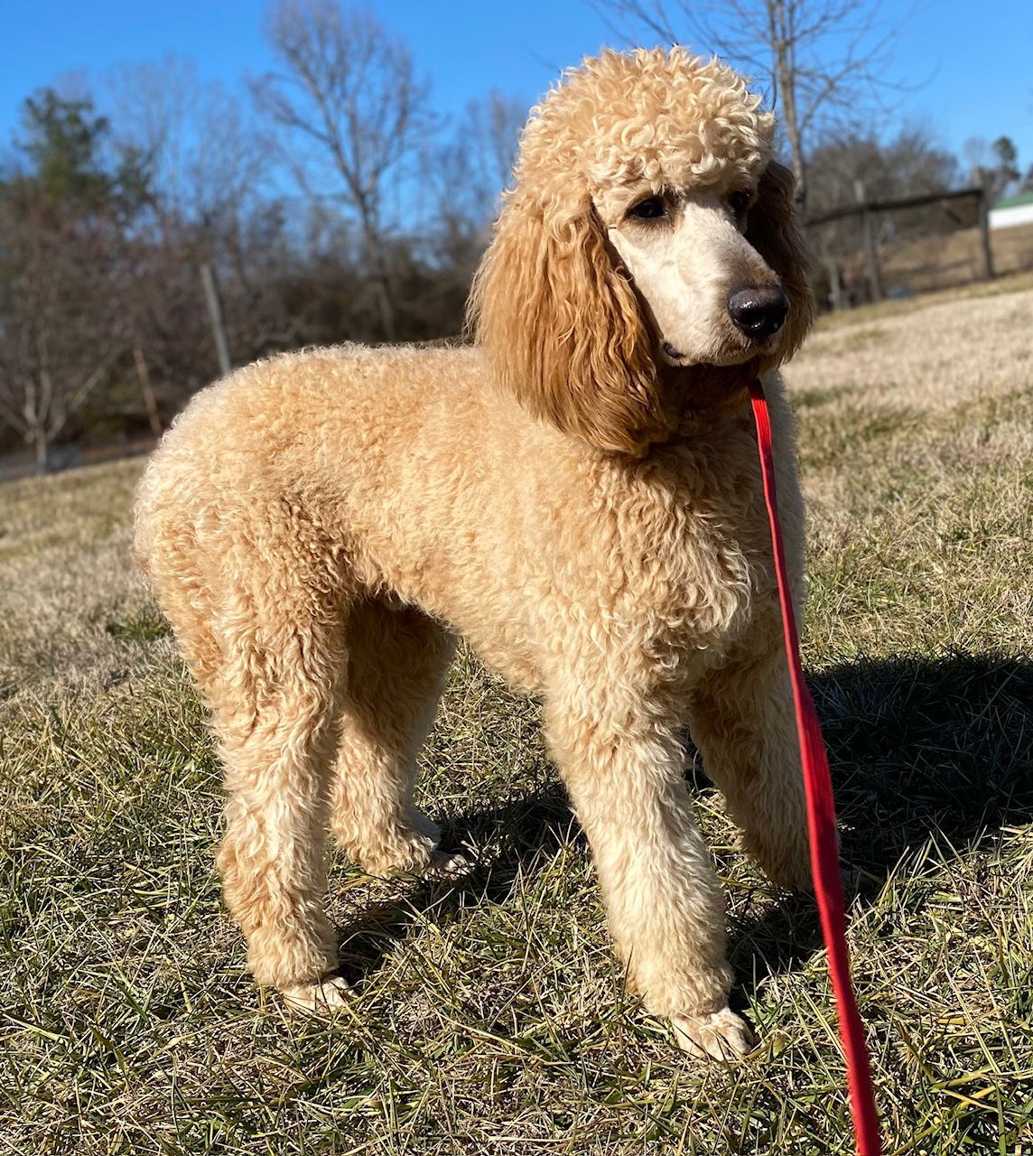 Dog Image