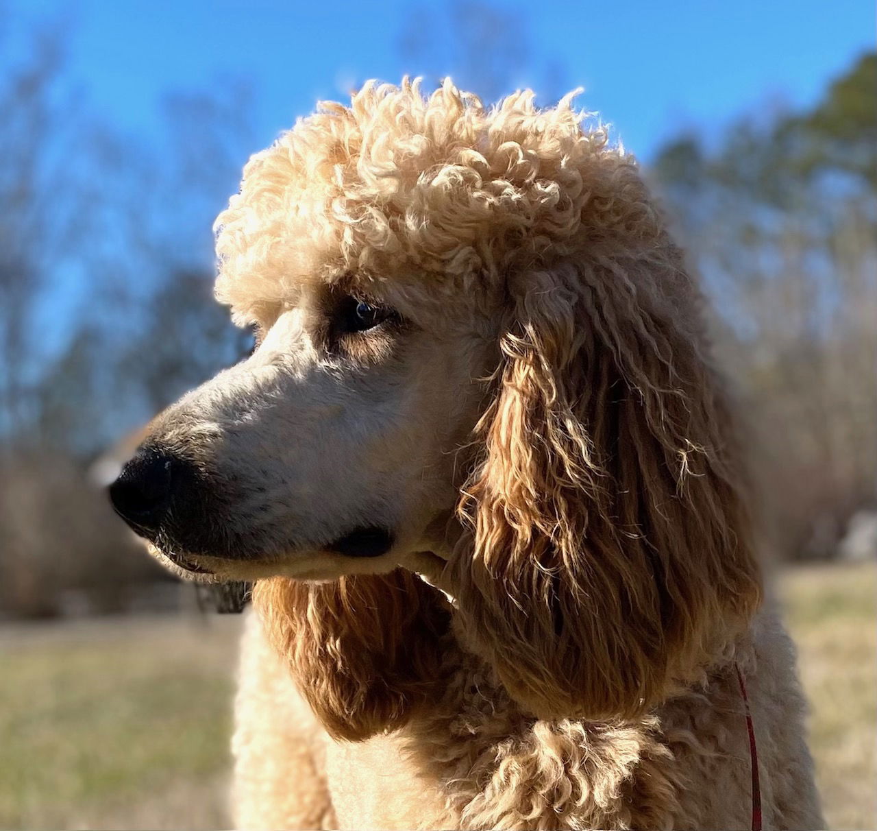 Dog Image