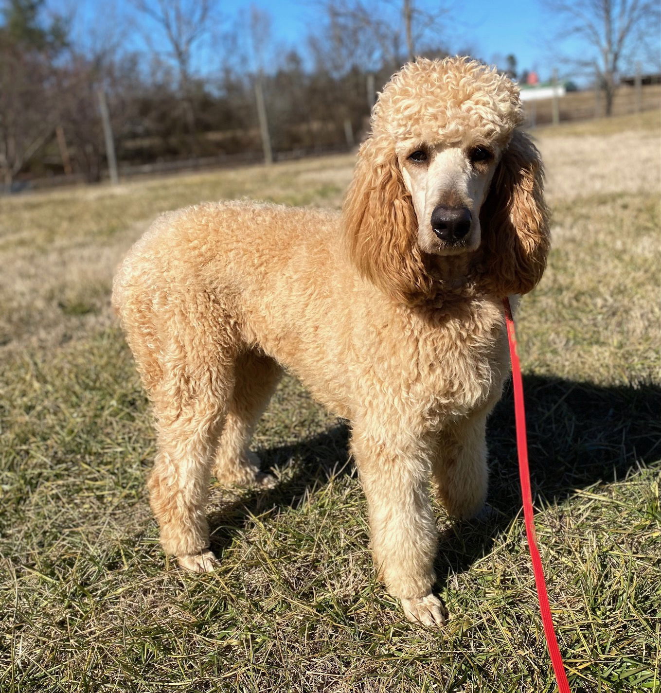 Dog Image