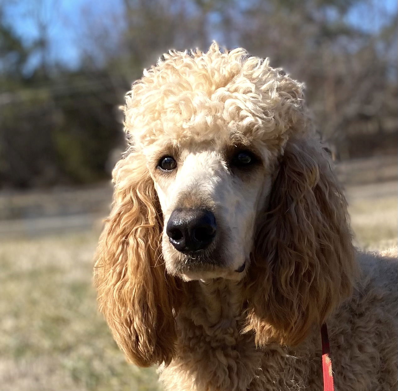 Dog Image