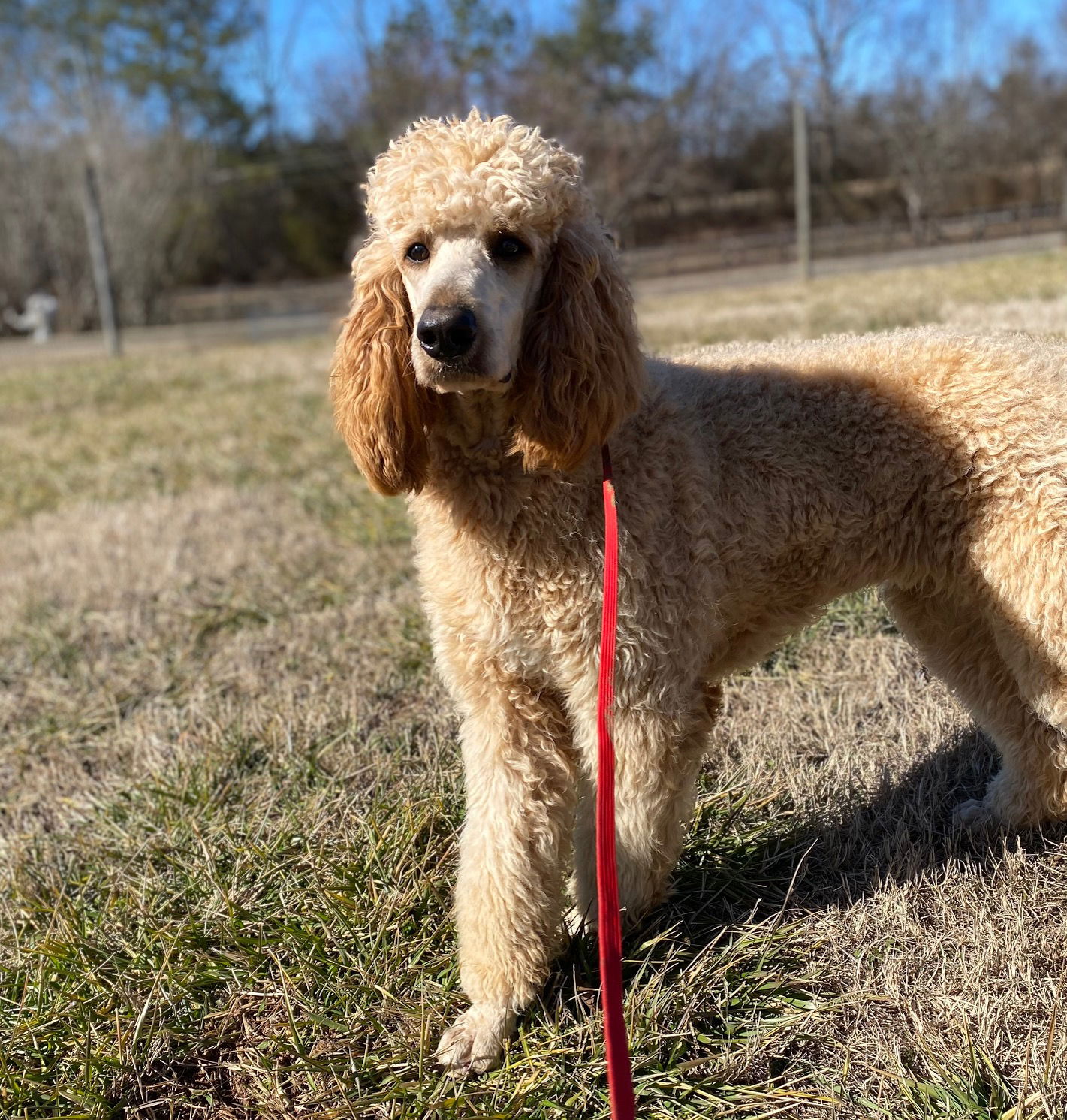 Dog Image