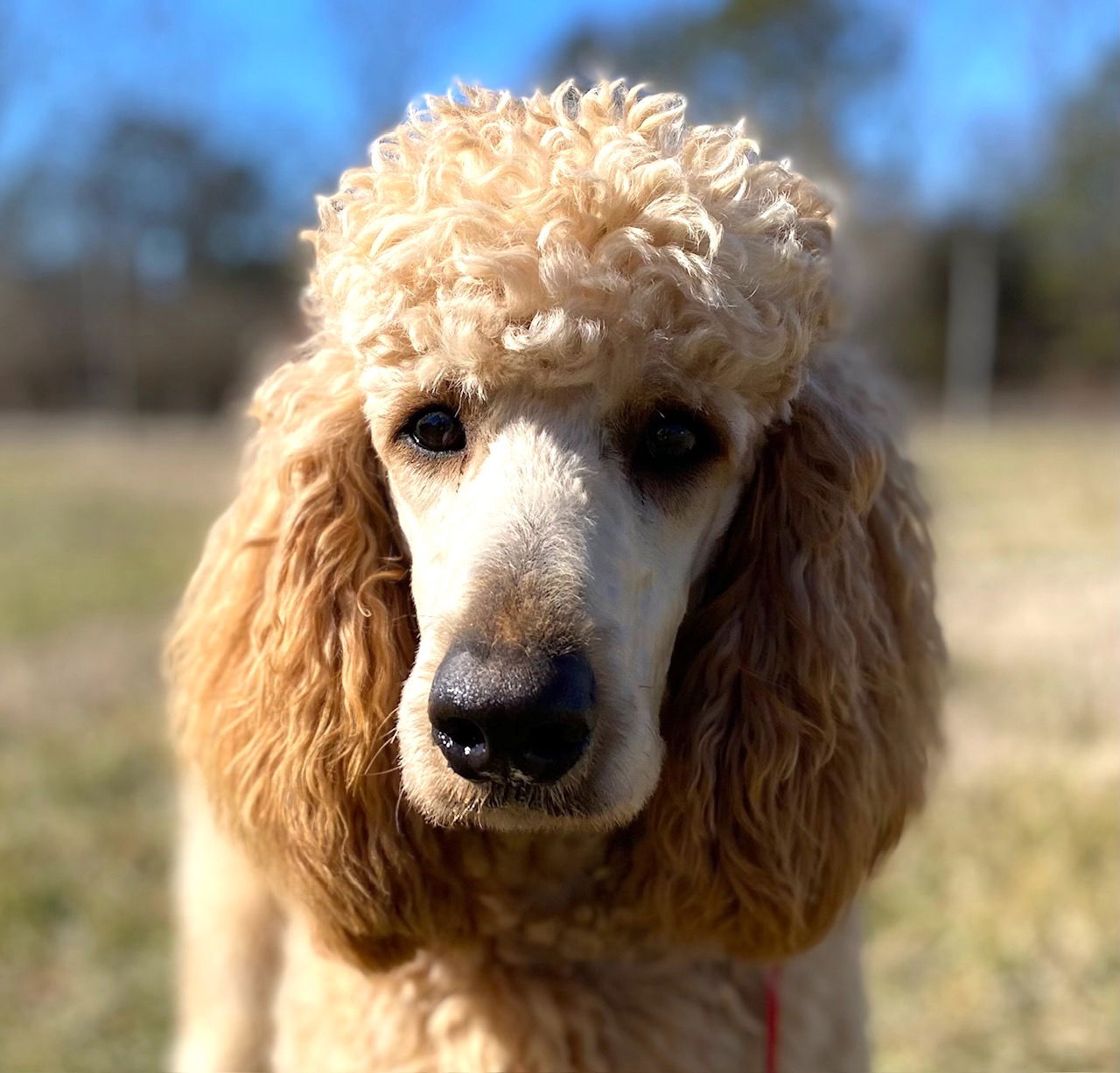 Dog Image